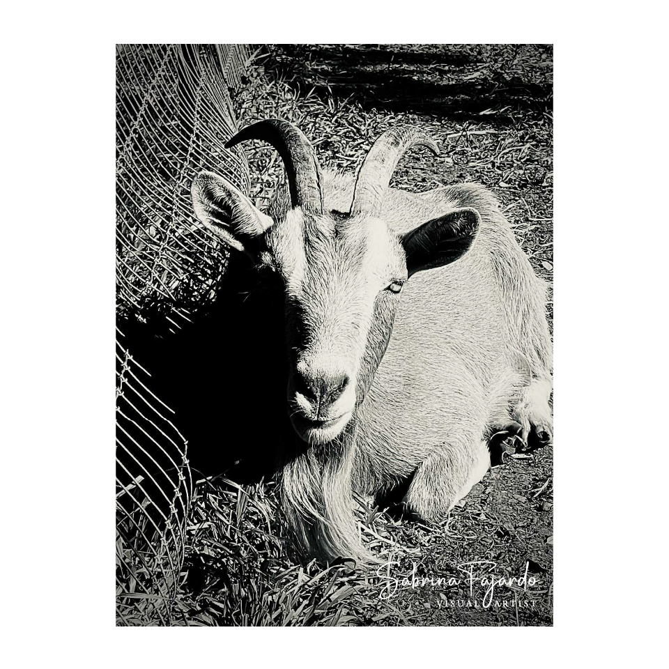 PETSPHOTOS-33.png