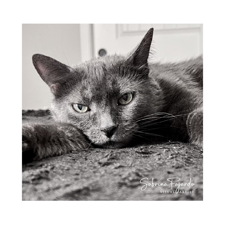 PETSPHOTOS-13.png