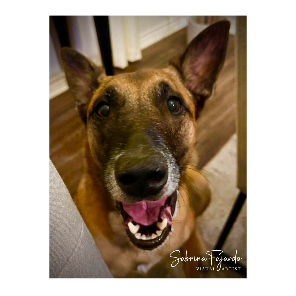 PETSPHOTOS-16.png