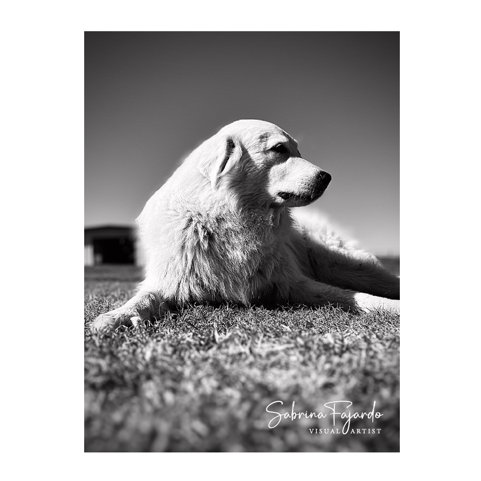 PETSPHOTOS-26.png