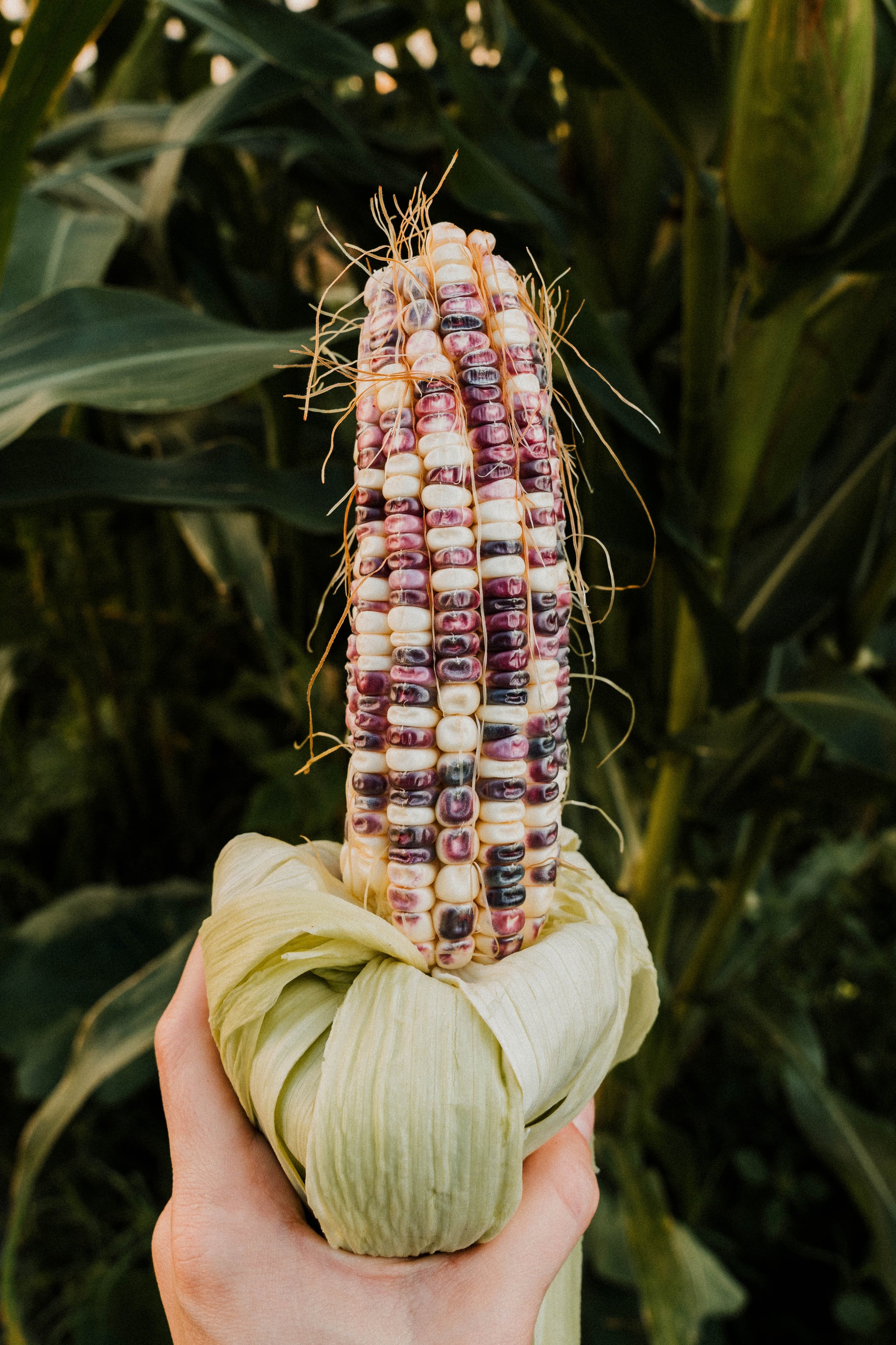 A cob of Cherokee White Eagle heirloom corn.