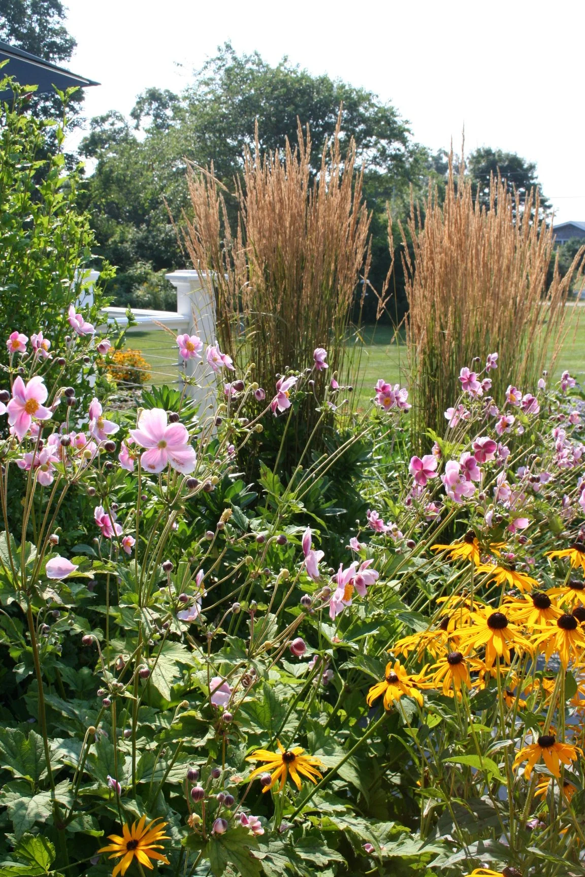 Seabreeze Cottage features a charming white picket fence, lush coastal plantings, and a welcoming New England landscape designed to enhance curb appeal and outdoor living. This timeless residential landscape by Sea Laurel Landscape Architecture blend