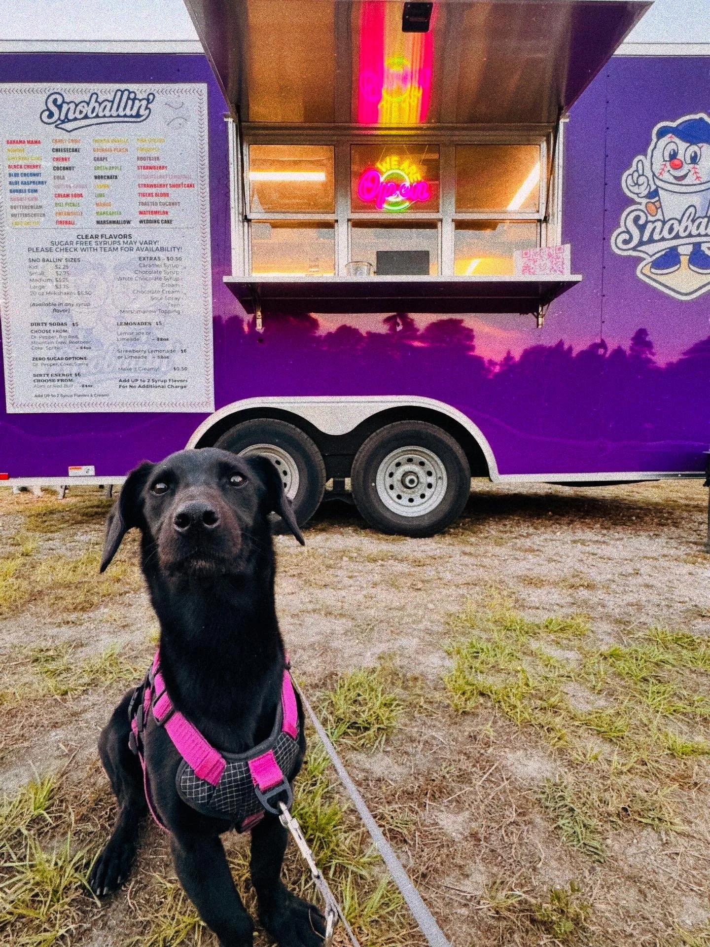 A black dog with a pink harness looking at the camera. Behind the dog is a purple food truck with a neon sign that says 'Open' and a menu on the side.