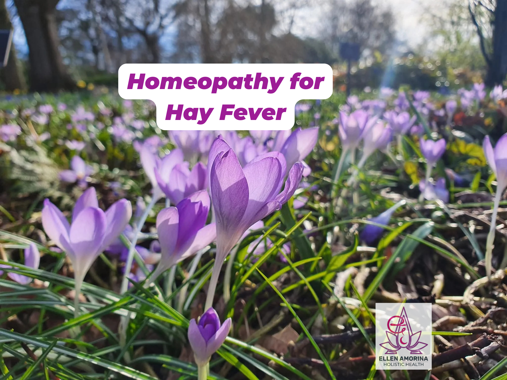 Hay Fever – arriving early in 2026&nbsp;