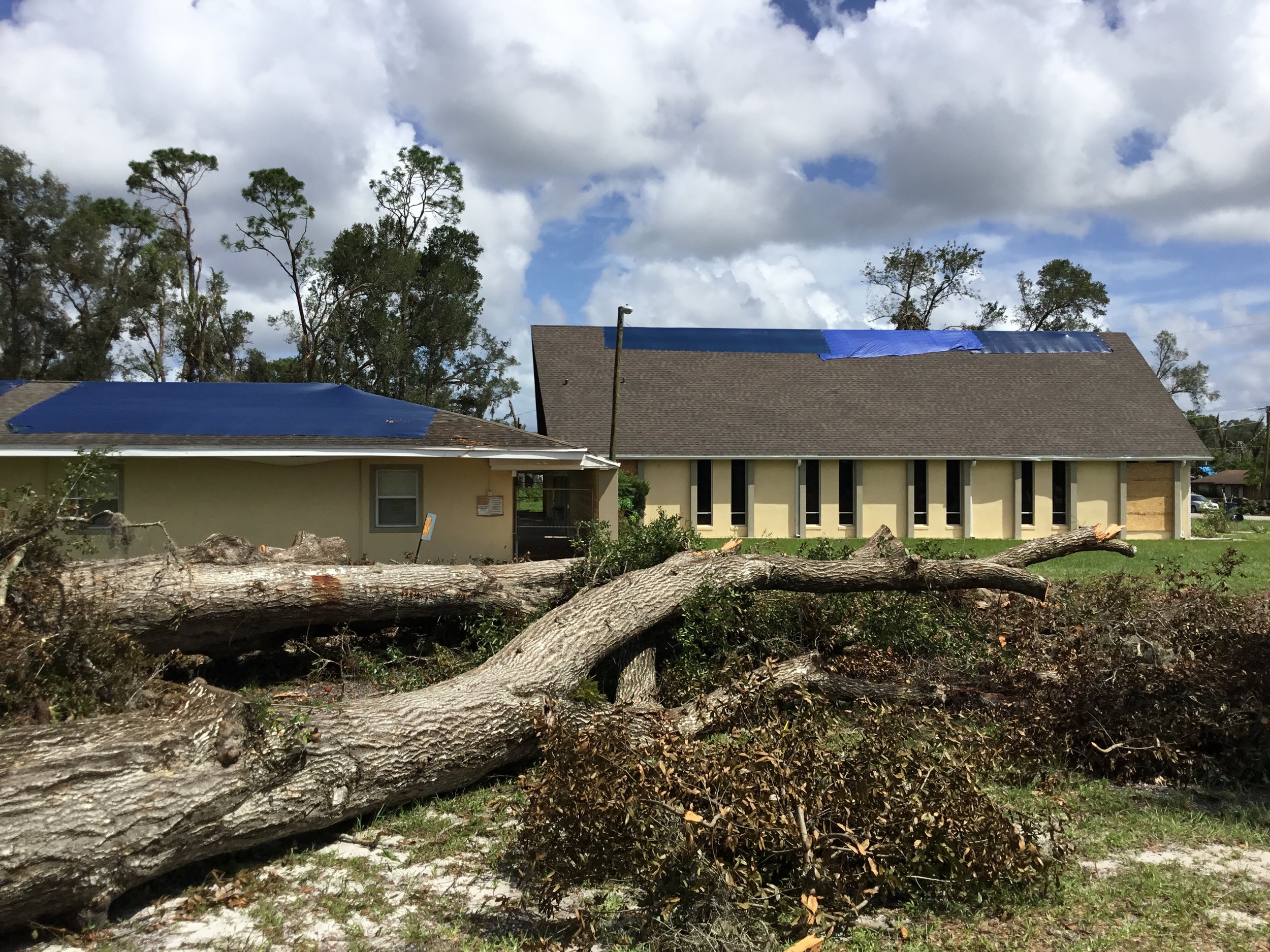 Large fallen tree branch laying on the ground in front of damaged buildings with roofing tarps in a neighborhood after a storm