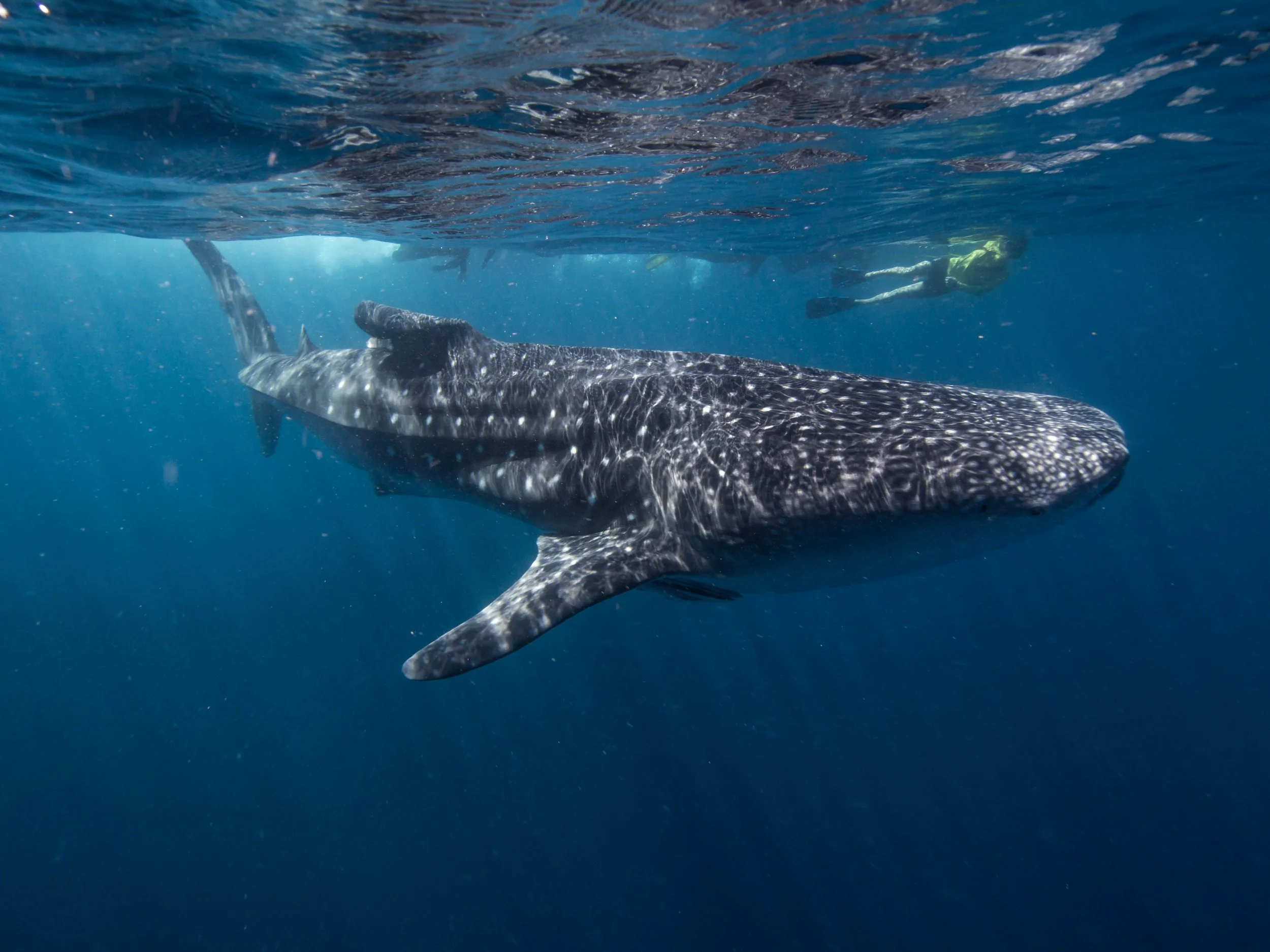 Swimming along whale shark