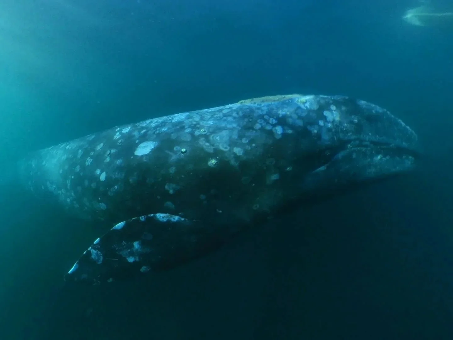 Gray whale underwater in Baja California