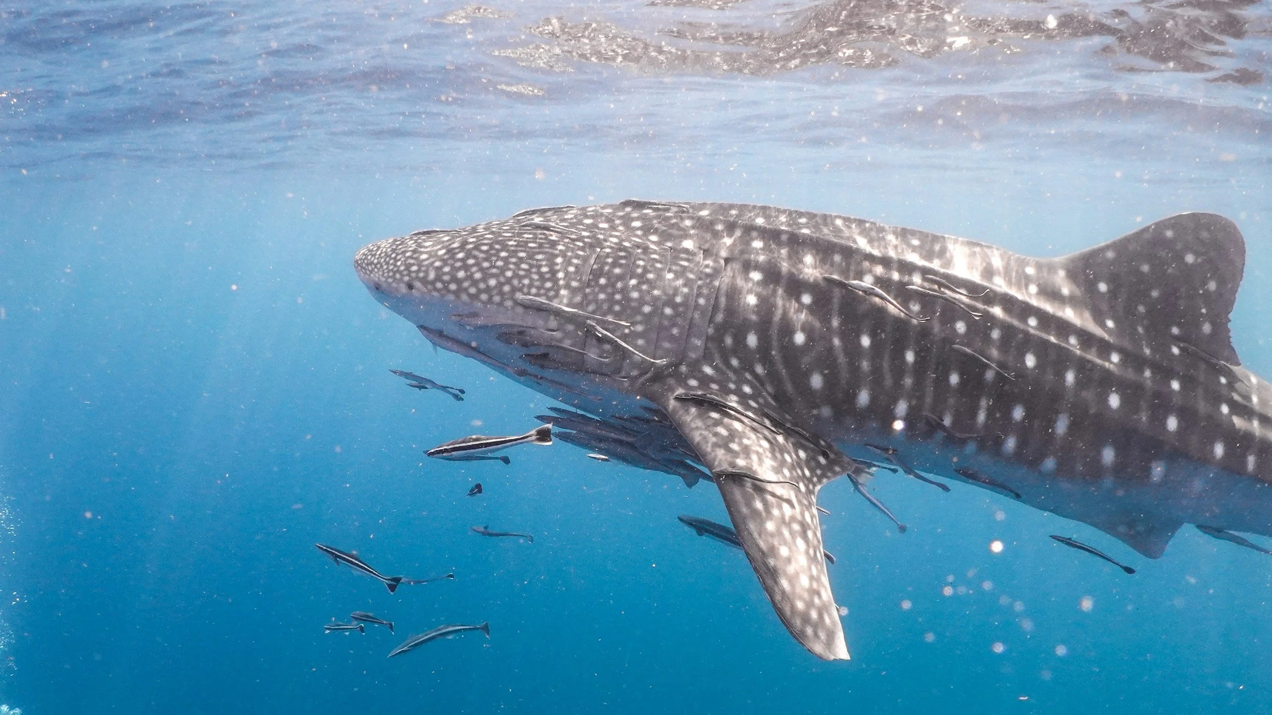Whale shark swimming