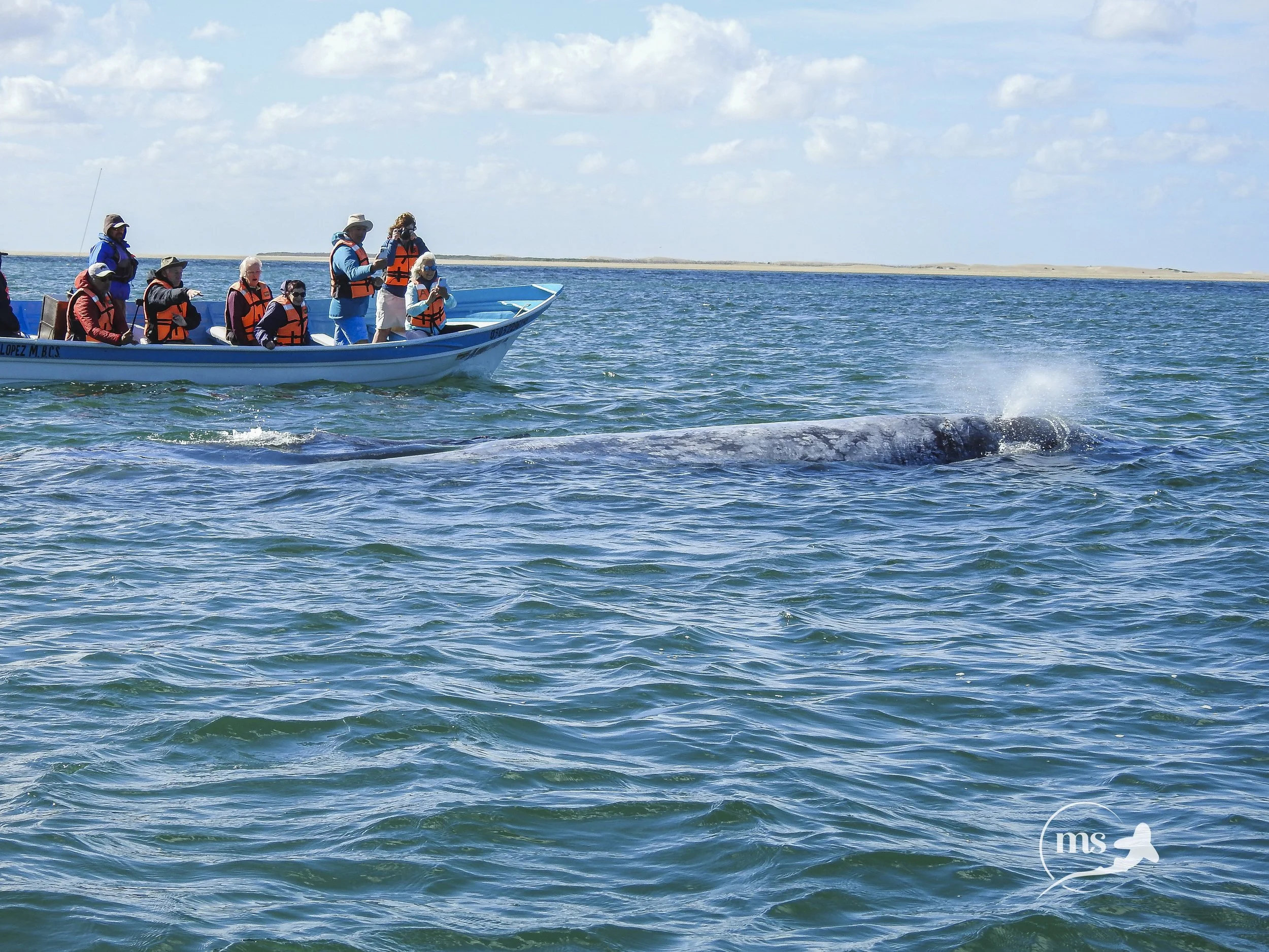 Gray whale nect to boat.jpg