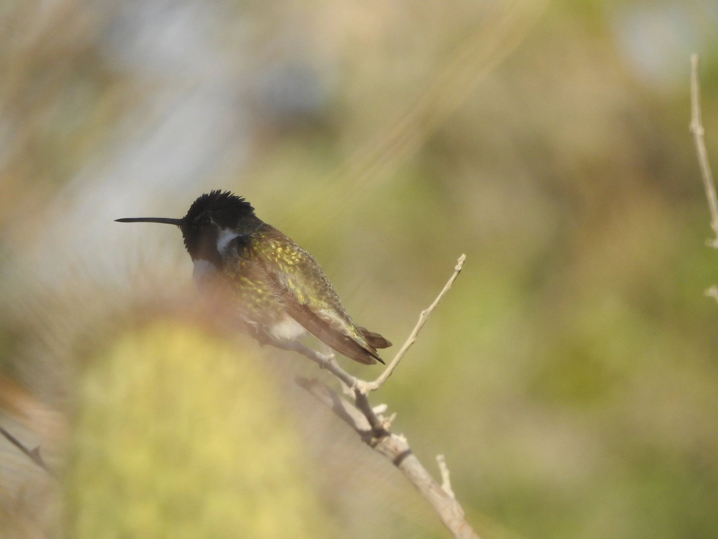 Costa´s hummingbird