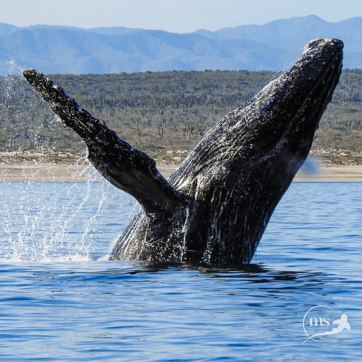 Humpback whale breaching close to land in La Ventana, BCS, México