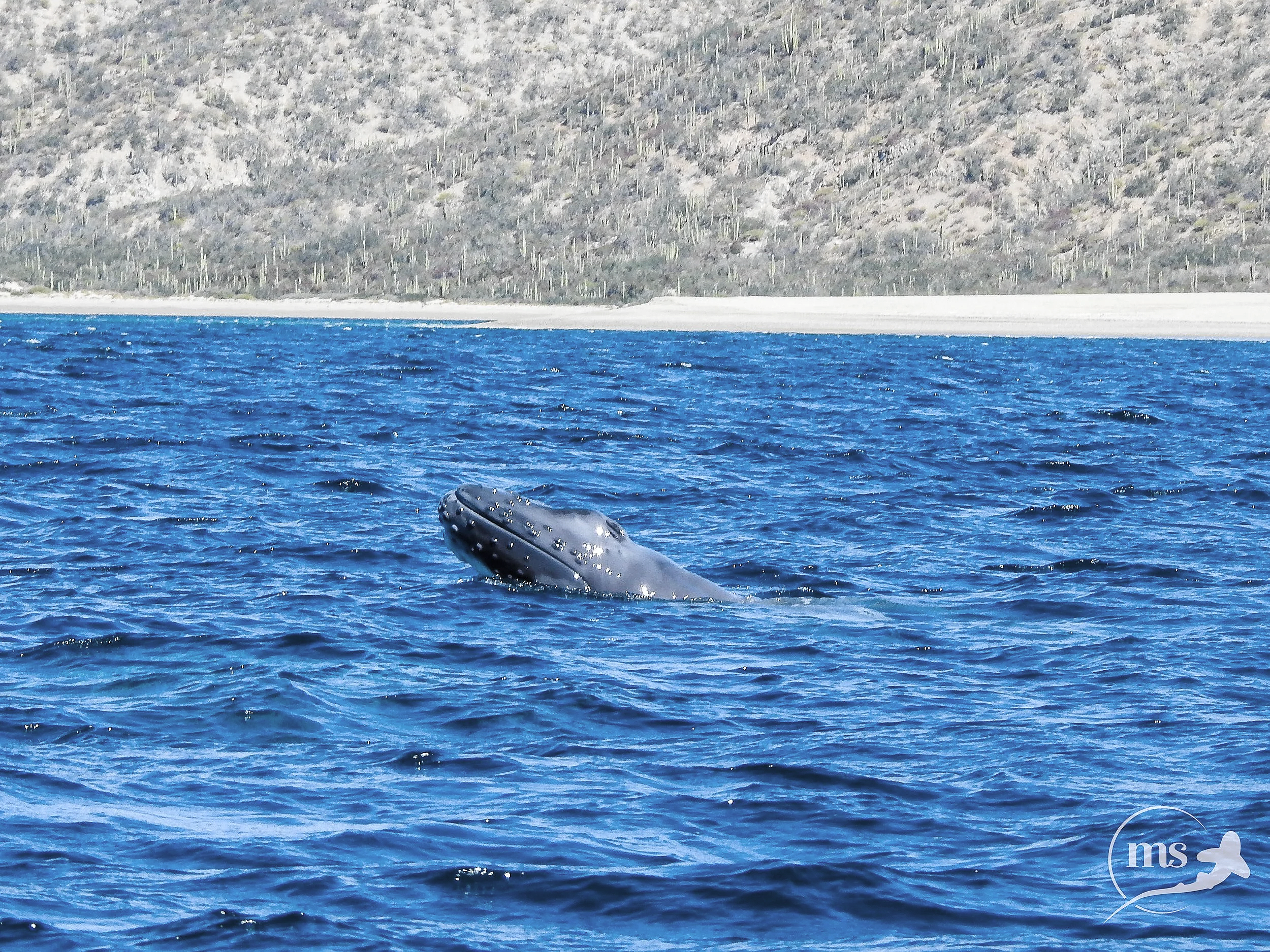 Newborn humpback whale takes its first breaths in Baja California Sur