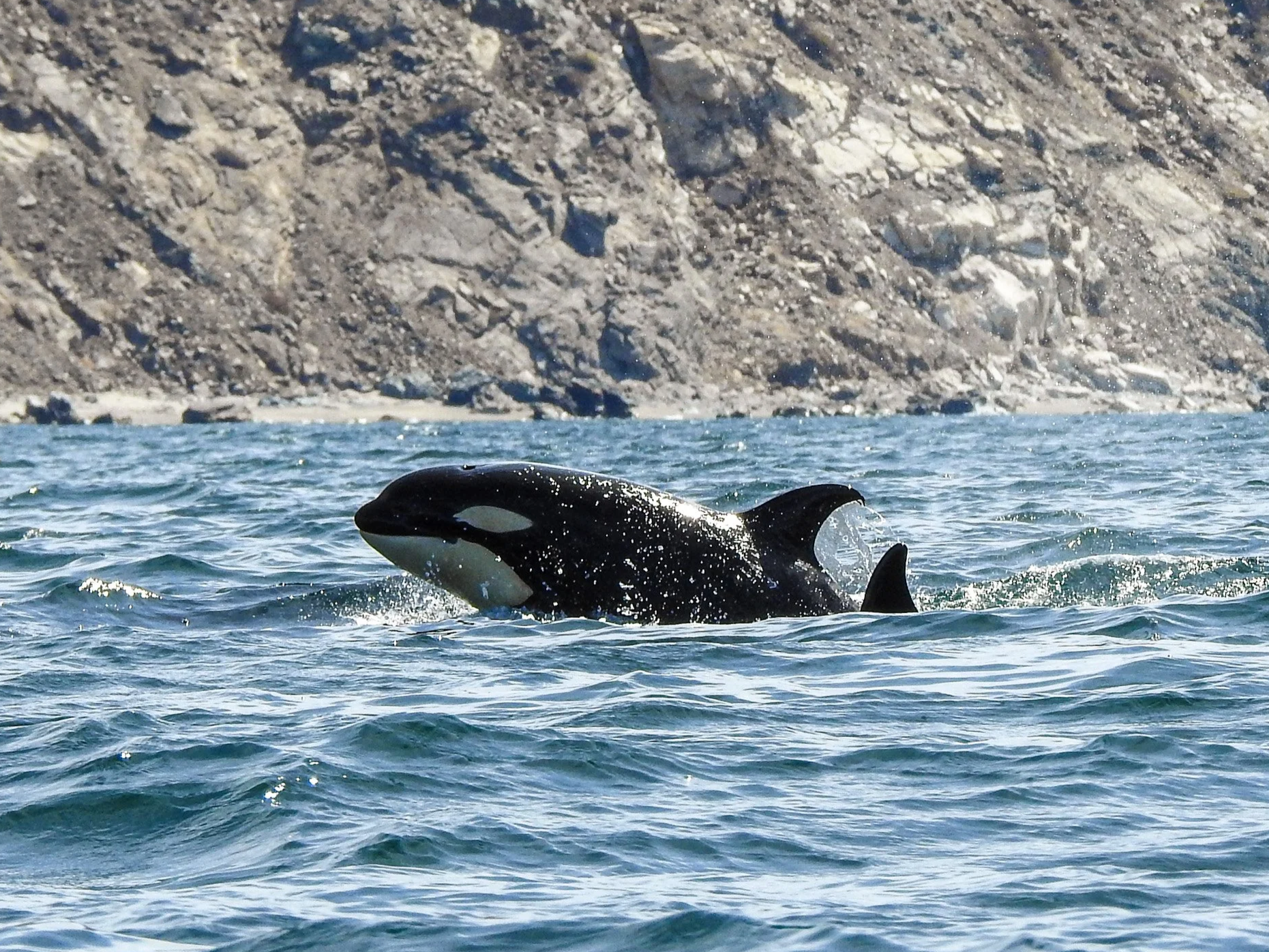 An orca crossing the sea