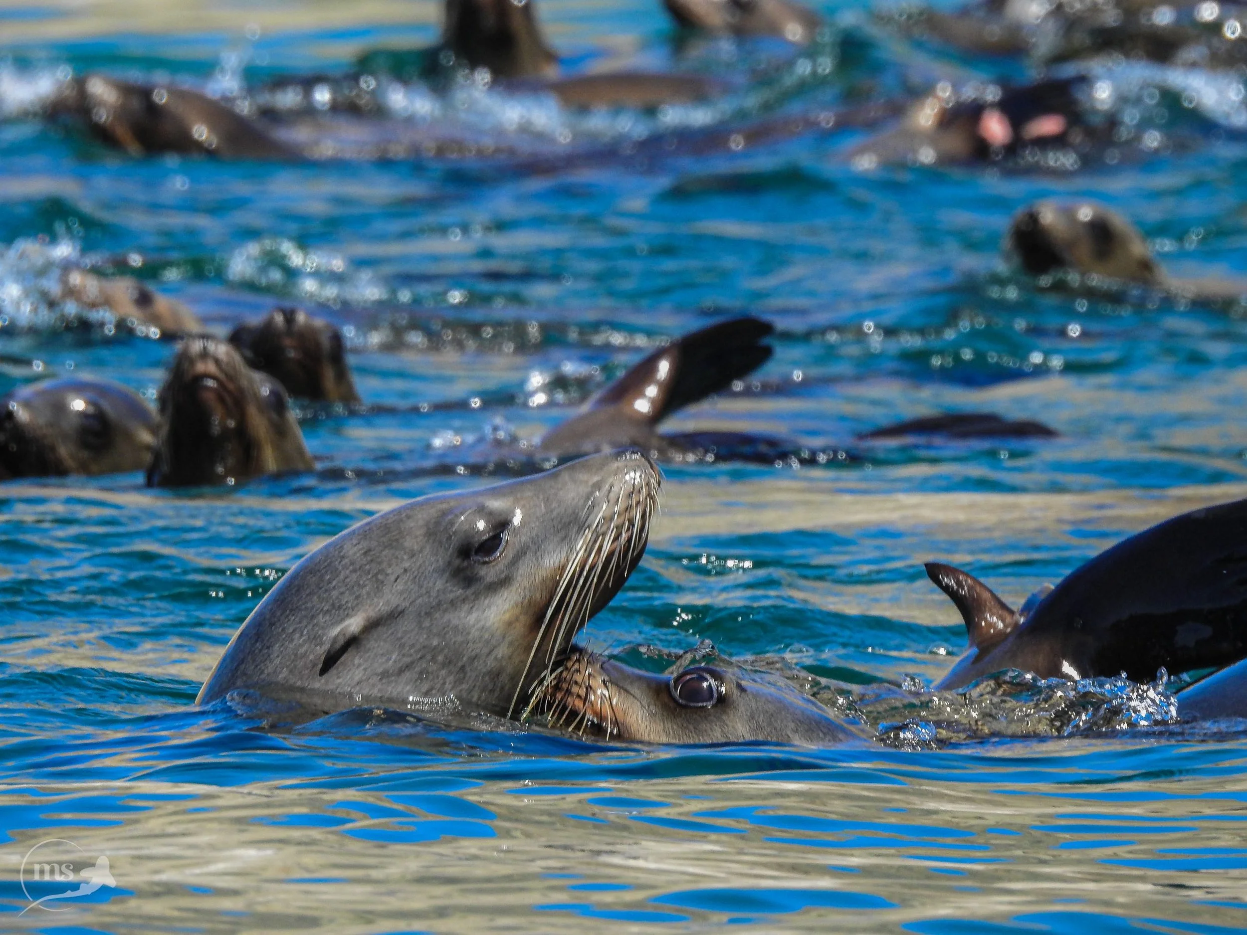 Sea-lions-kiss-3043-scaled.jpg
