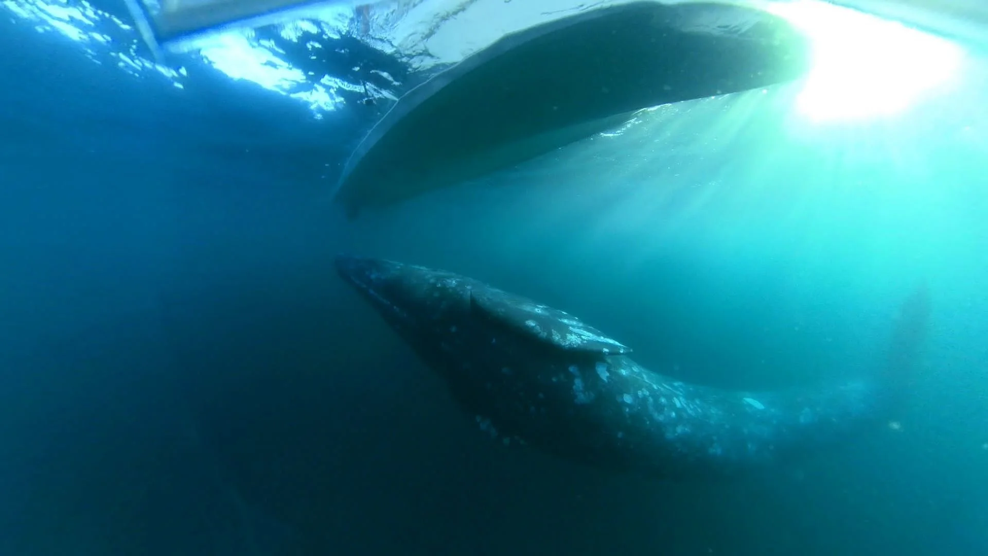 Gray whale UW boat.jpg