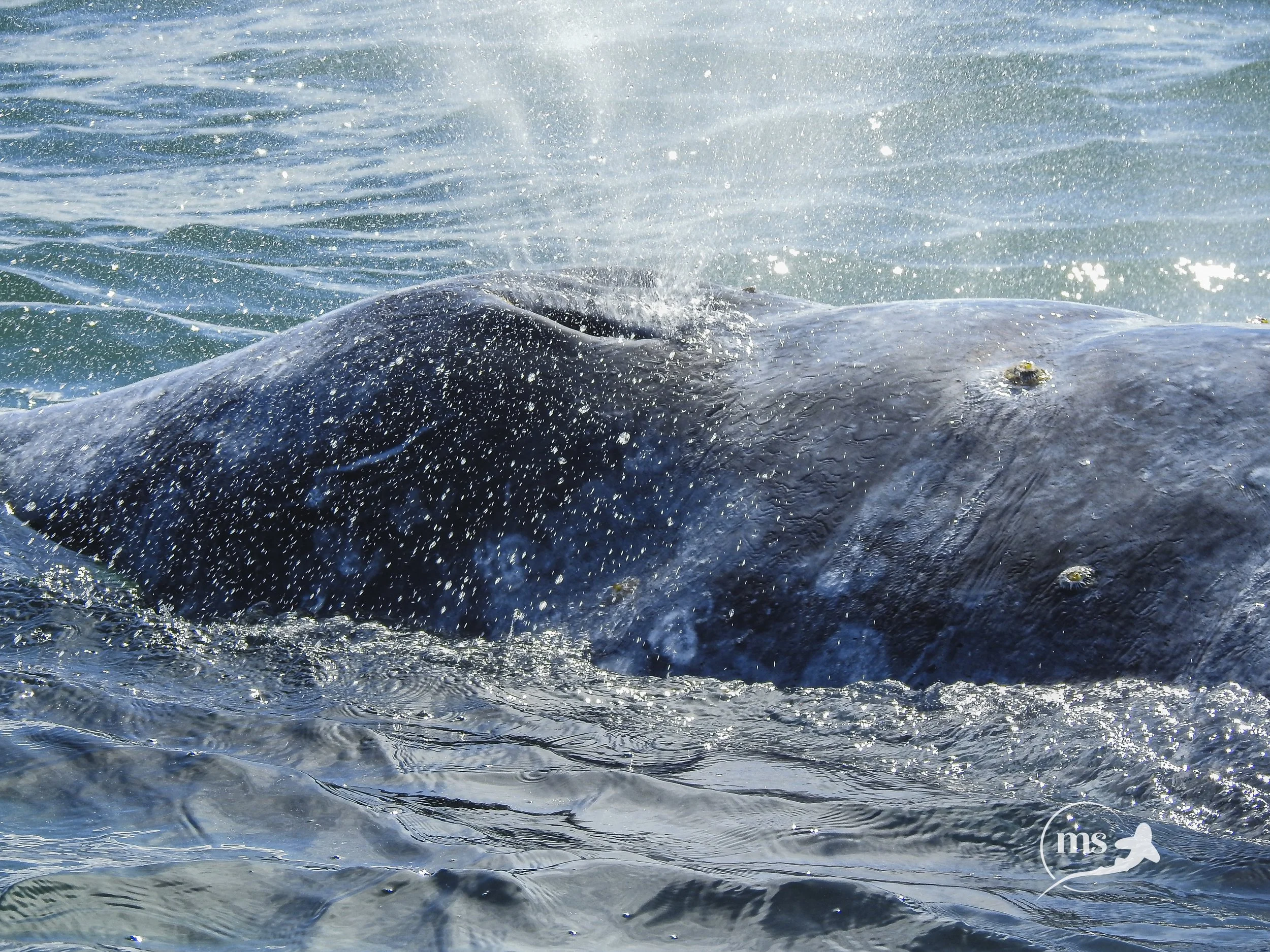 Gray whale blowhole.jpg
