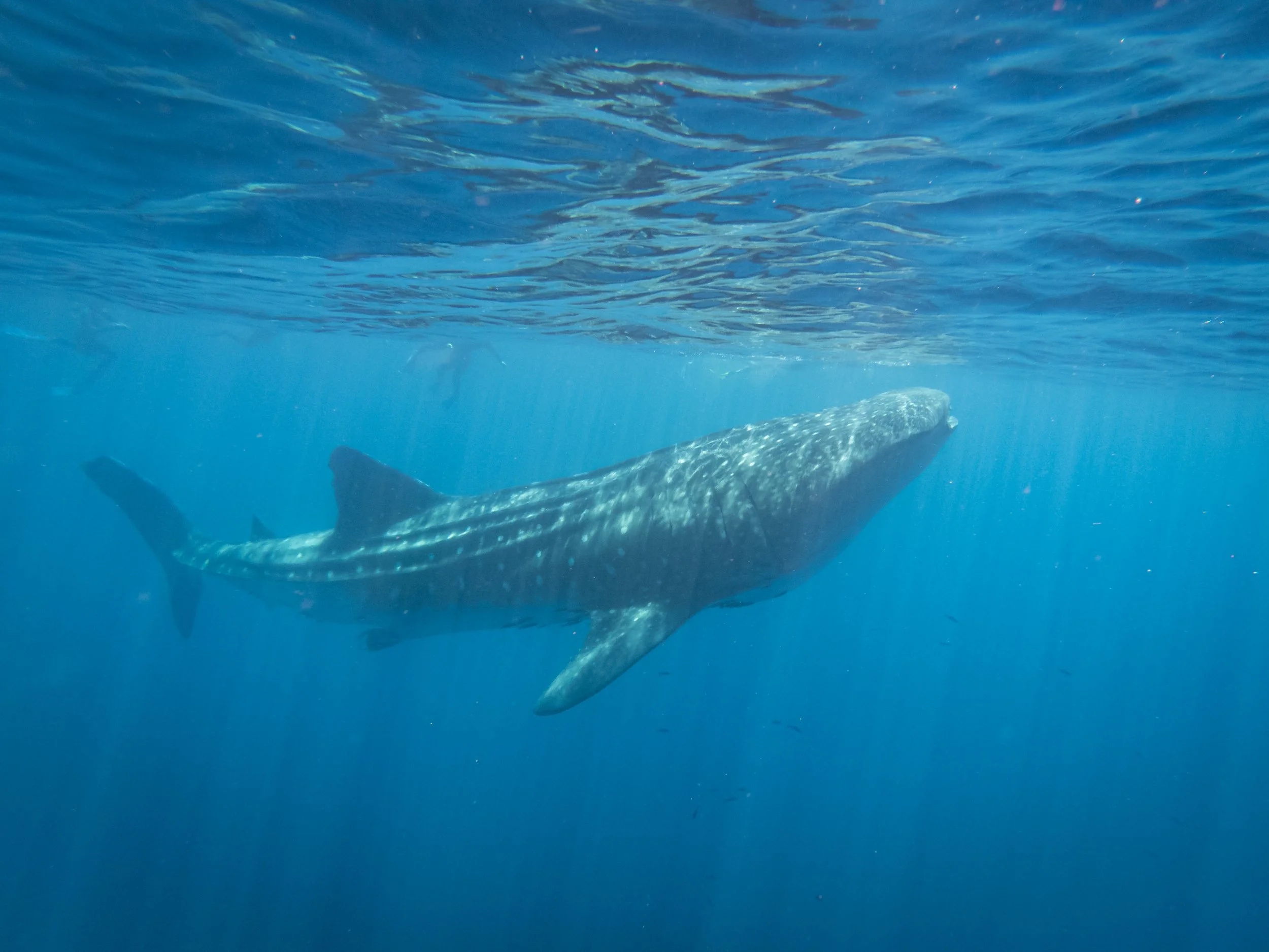 Whale shark