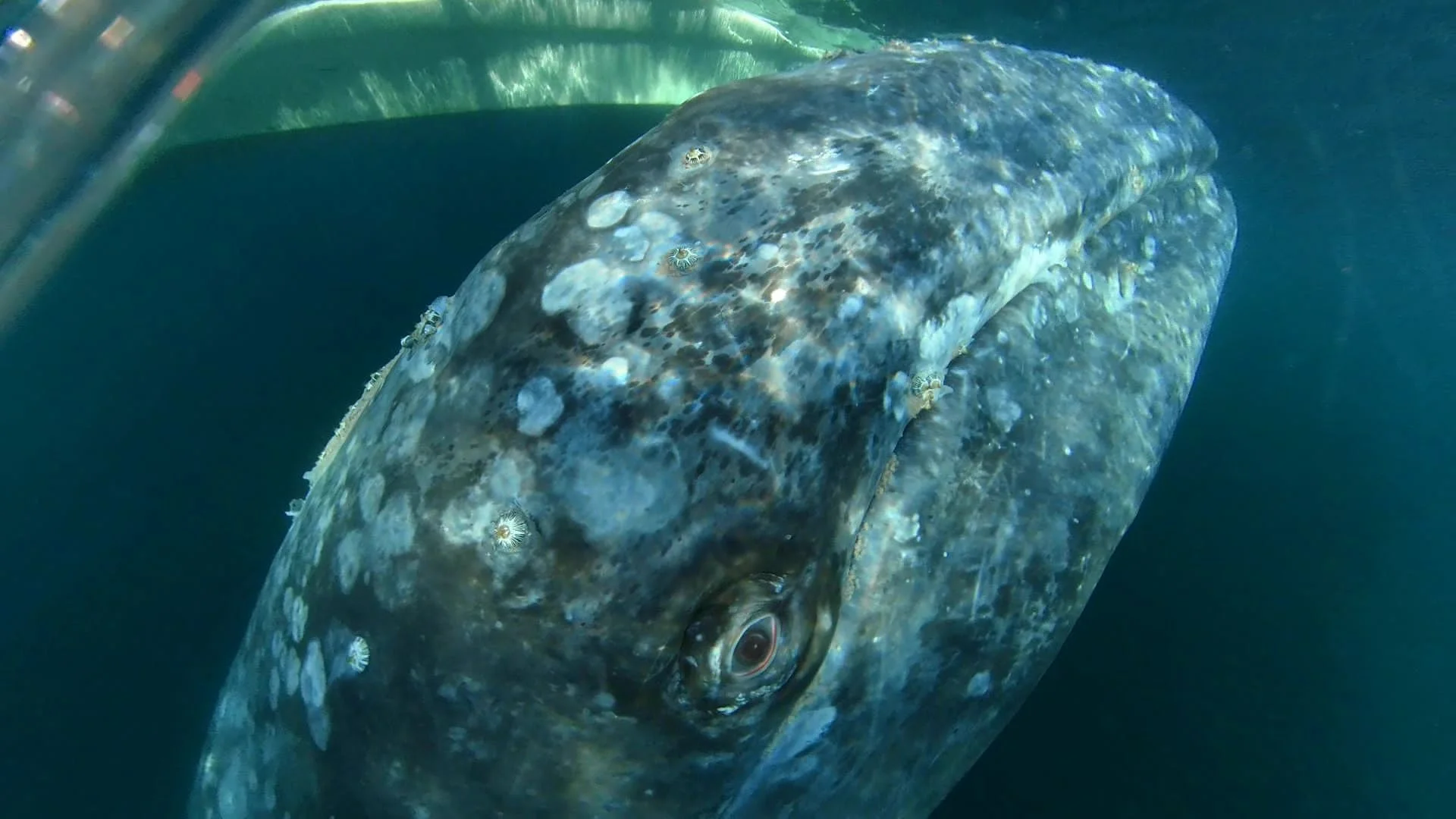 Gray Whale UW.jpg