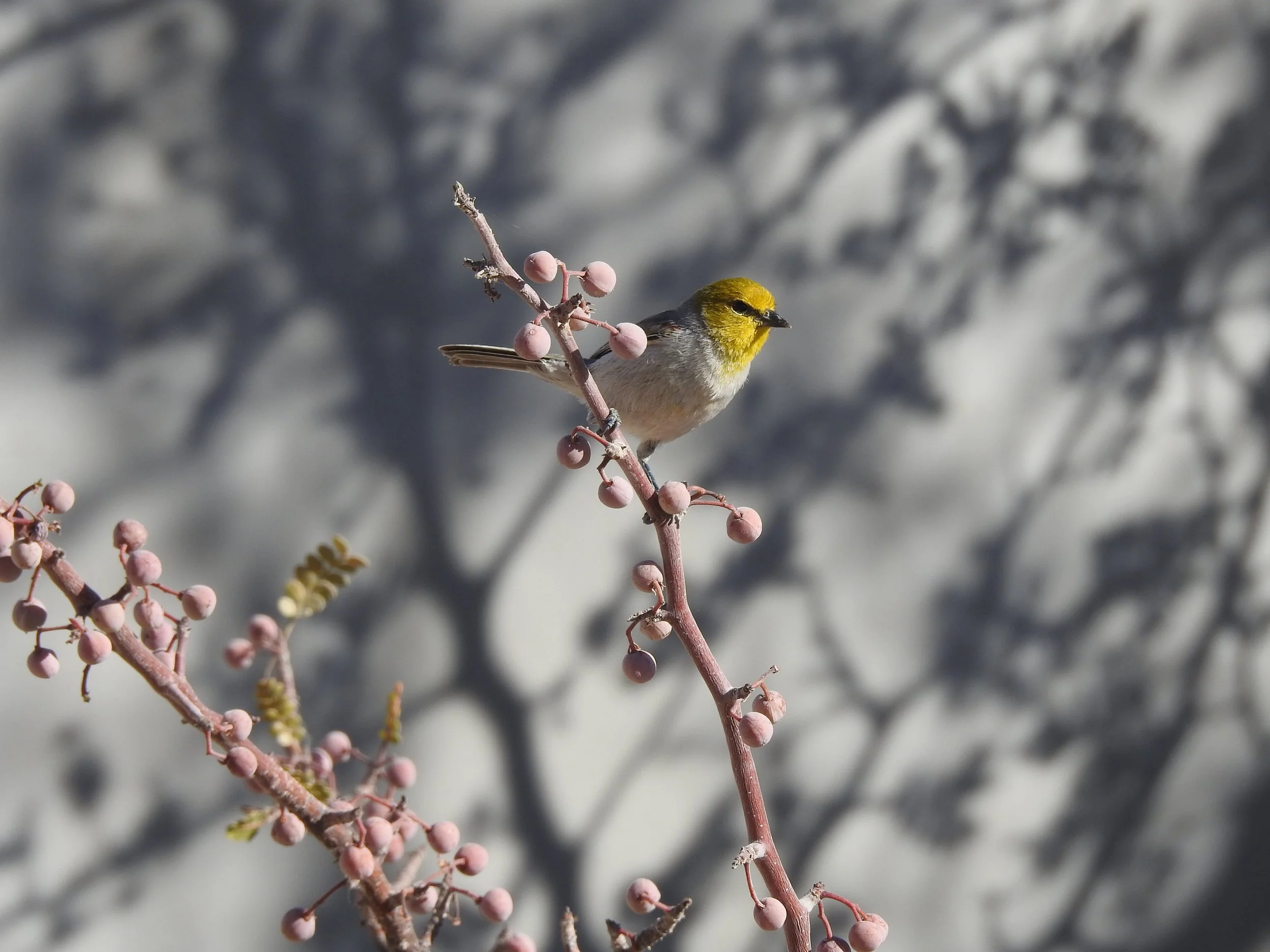 One of the many colorful birds that inhabit our area: baloncillo verdín
