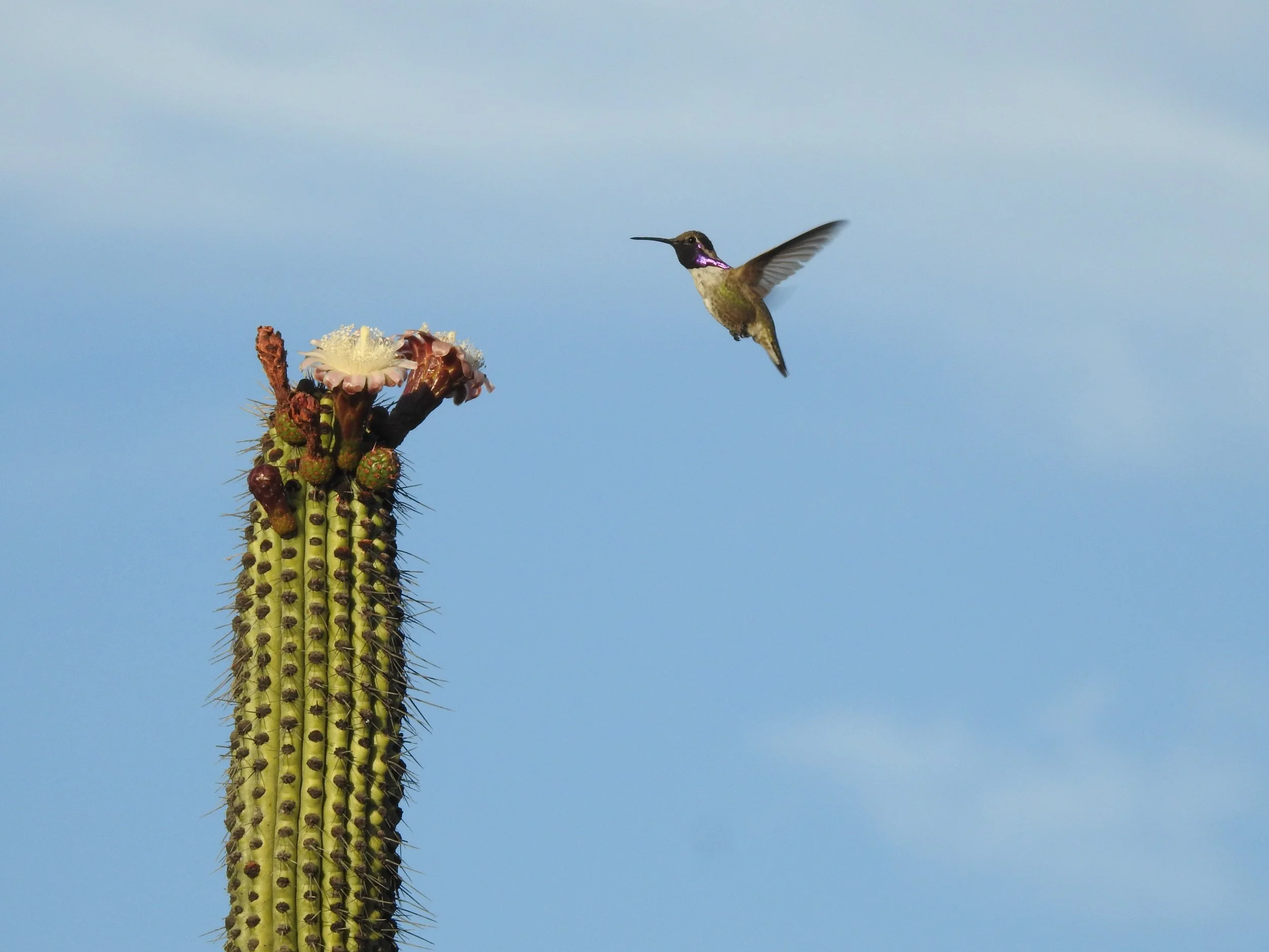 Hummingbirds love cactus flowers