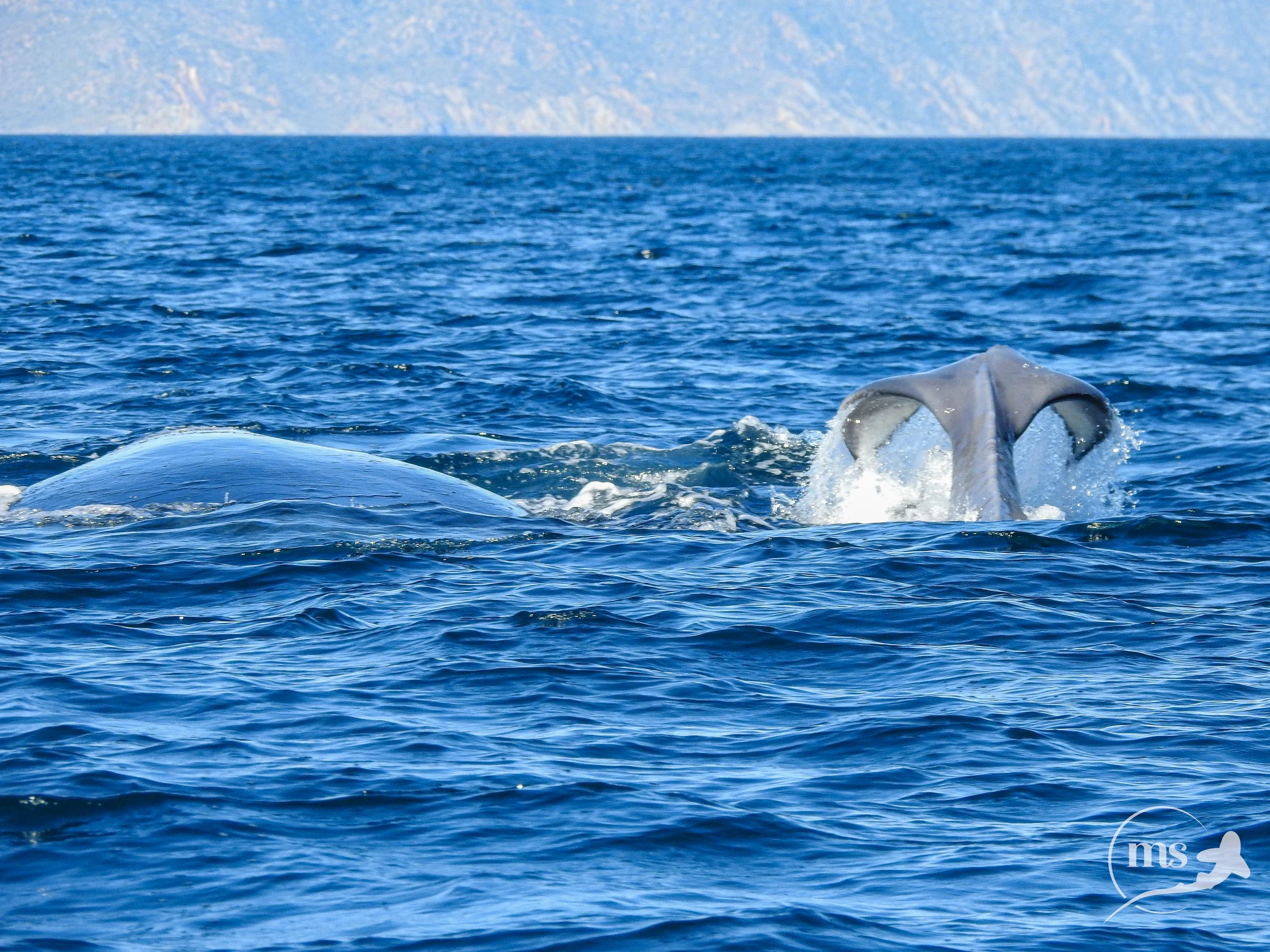 Newborn humpback swims next to its mum during the first moments of its life