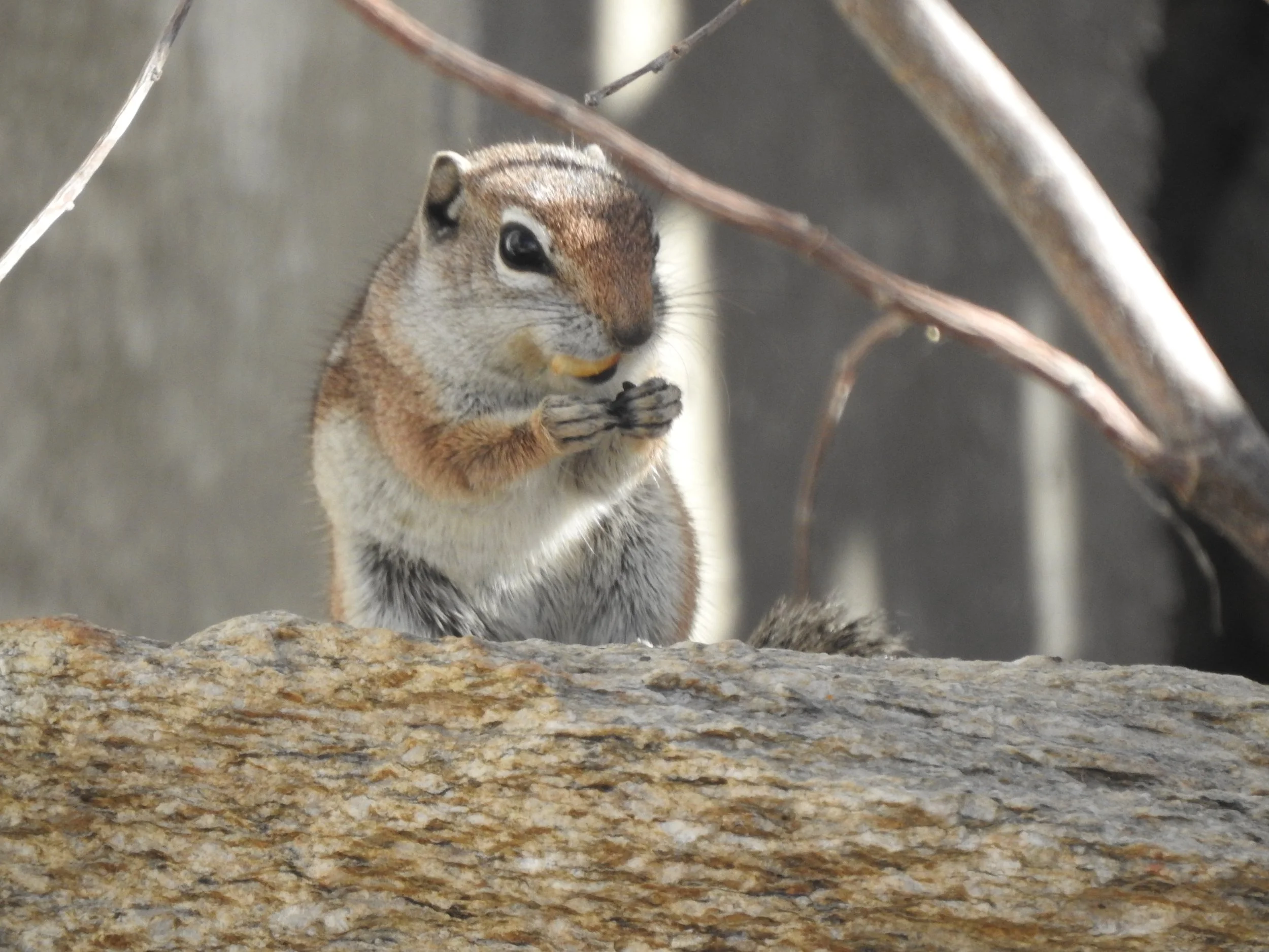 Juancito, a cute chipmunk of the region