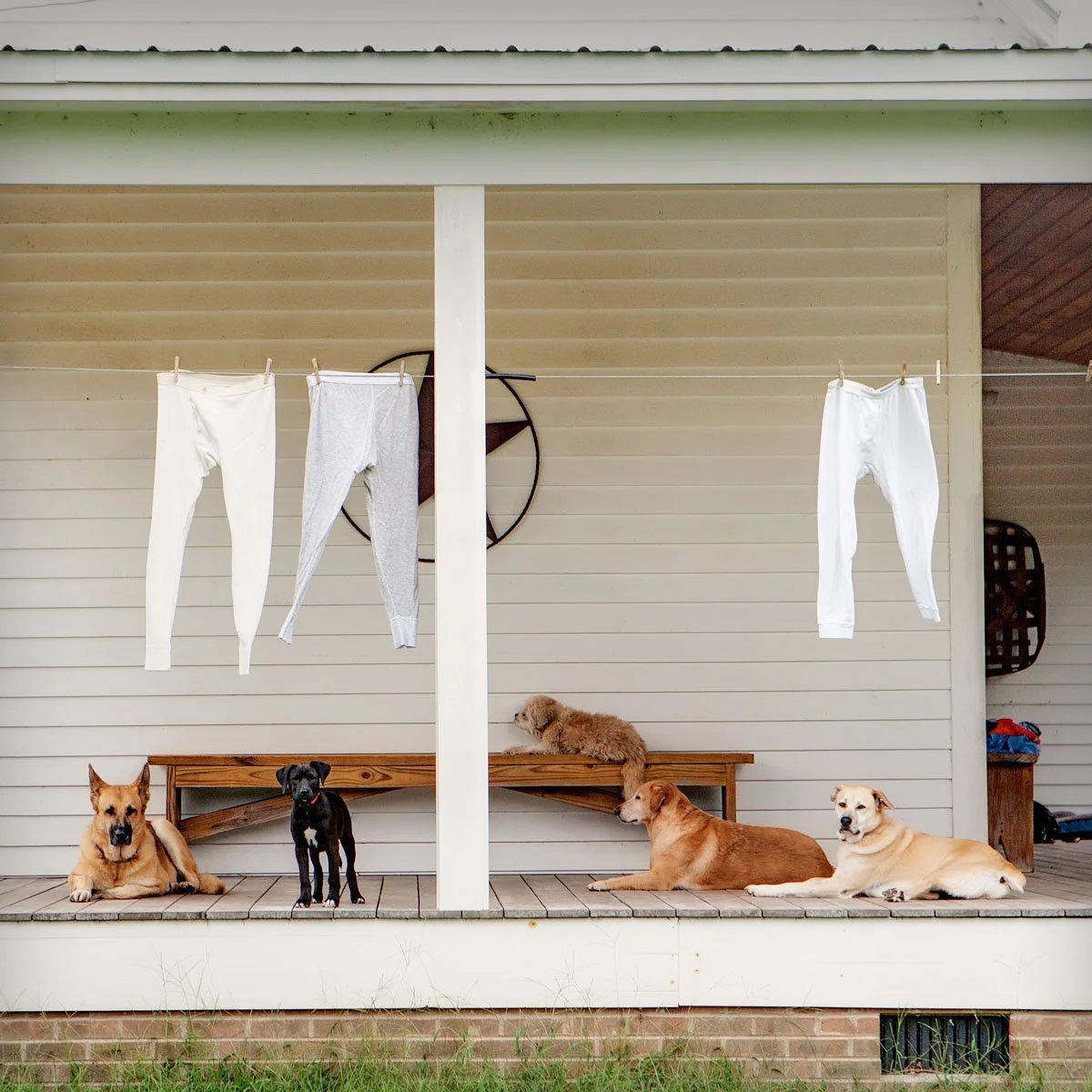 5-NellDickerson_PorchDogs.jpg