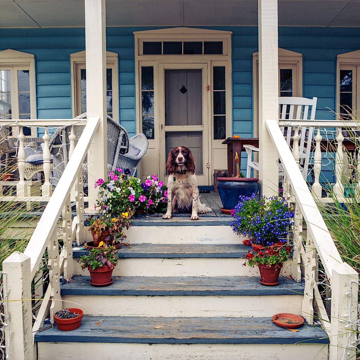 4-NellDickerson_PorchDogs.jpg