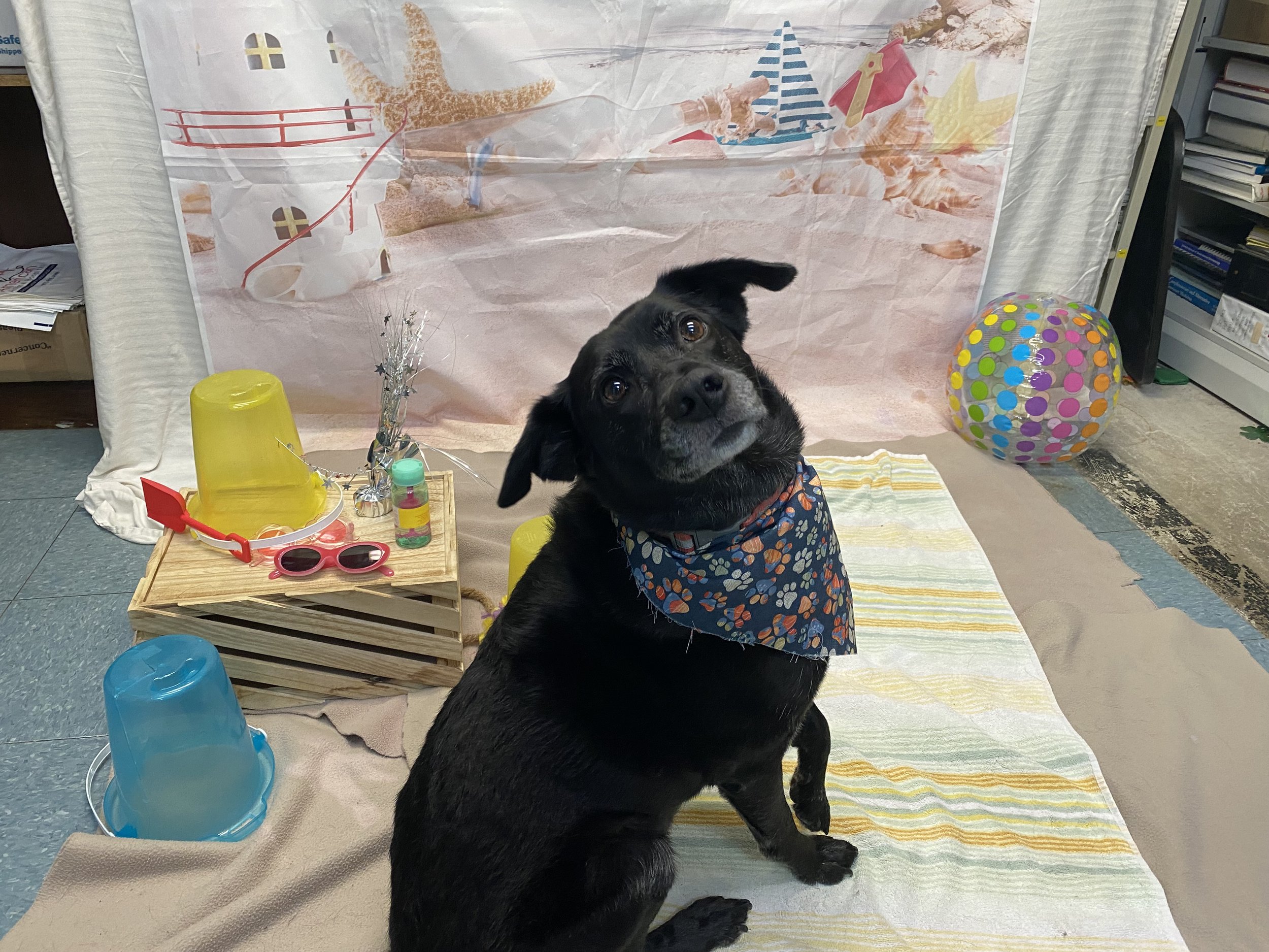 A black dog with floppy ears and a bandana, sitting on a striped towel, surrounded by party decorations including a yellow drink, colorful polka-dotted ball, and blue cups, in front of a beach-themed backdrop.