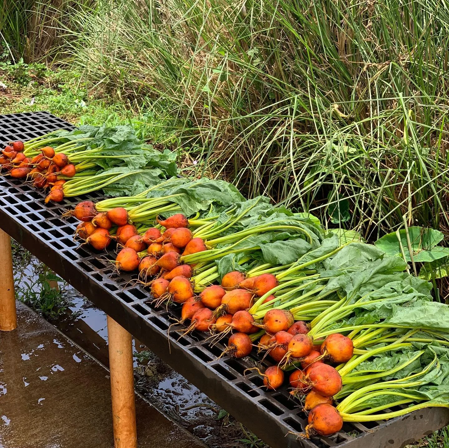 $4/ lb beets $4-$5 ea heads of broccoli and cauliflower 

Last harvest at the @gofarmhawaii Kamananui site ! I waited till the very last day possible to harvest then mow down my field !
