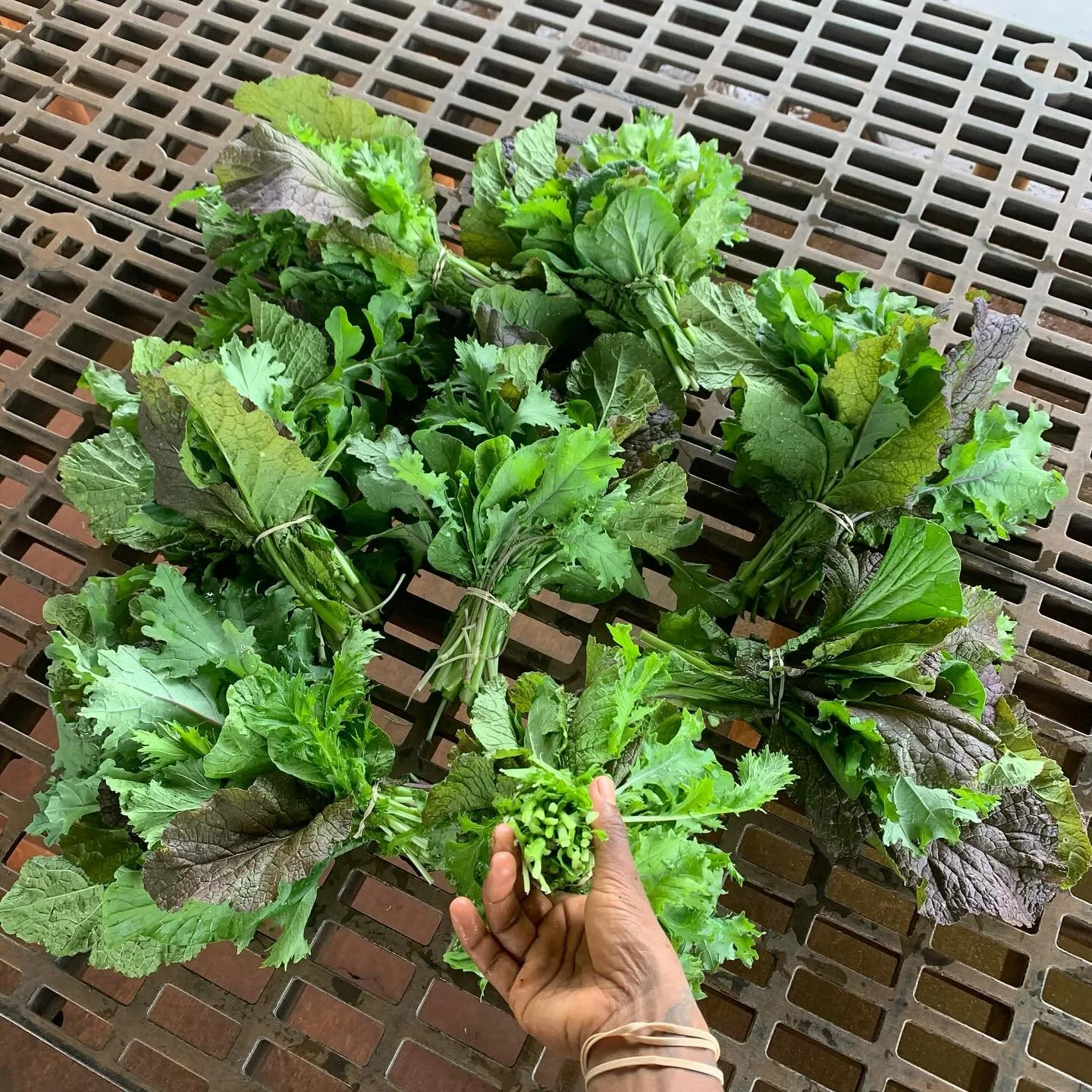 8oz stir fry bundles of red mustard, mizuna, tatsoi, kale, and arugula ! $4 
 4/19 9am - 1pm @wahiawafoodinnovation