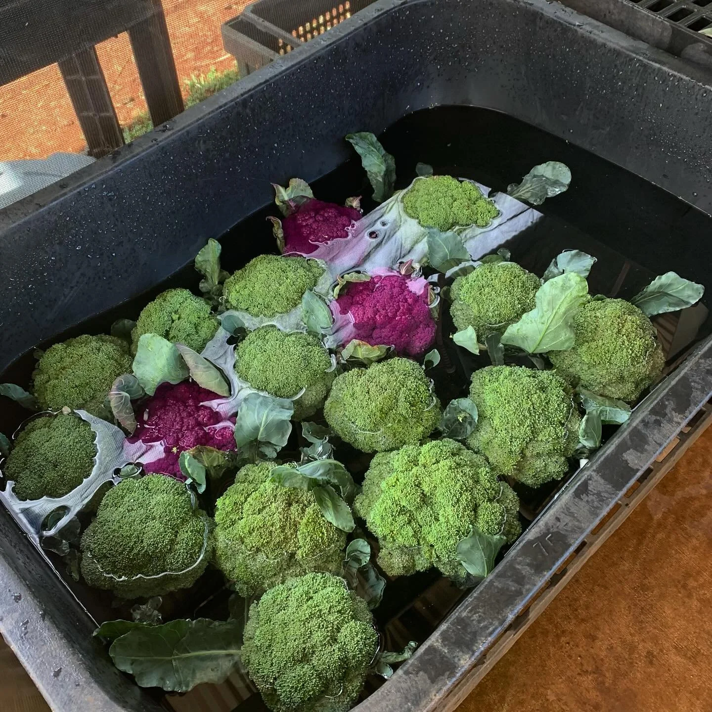 MONTY BROCCOLI AND PURPLE MOON CAULIFLOWER AVAILABLE NOW ‼️
 I&rsquo;ll be at @wahiawafoodinnovation FARMERS MARKET 4/19 9am - 1pm 
don&rsquo;t worry I have more stashed in the walk- in 😉🥦🧑🏾&zwj;🌾