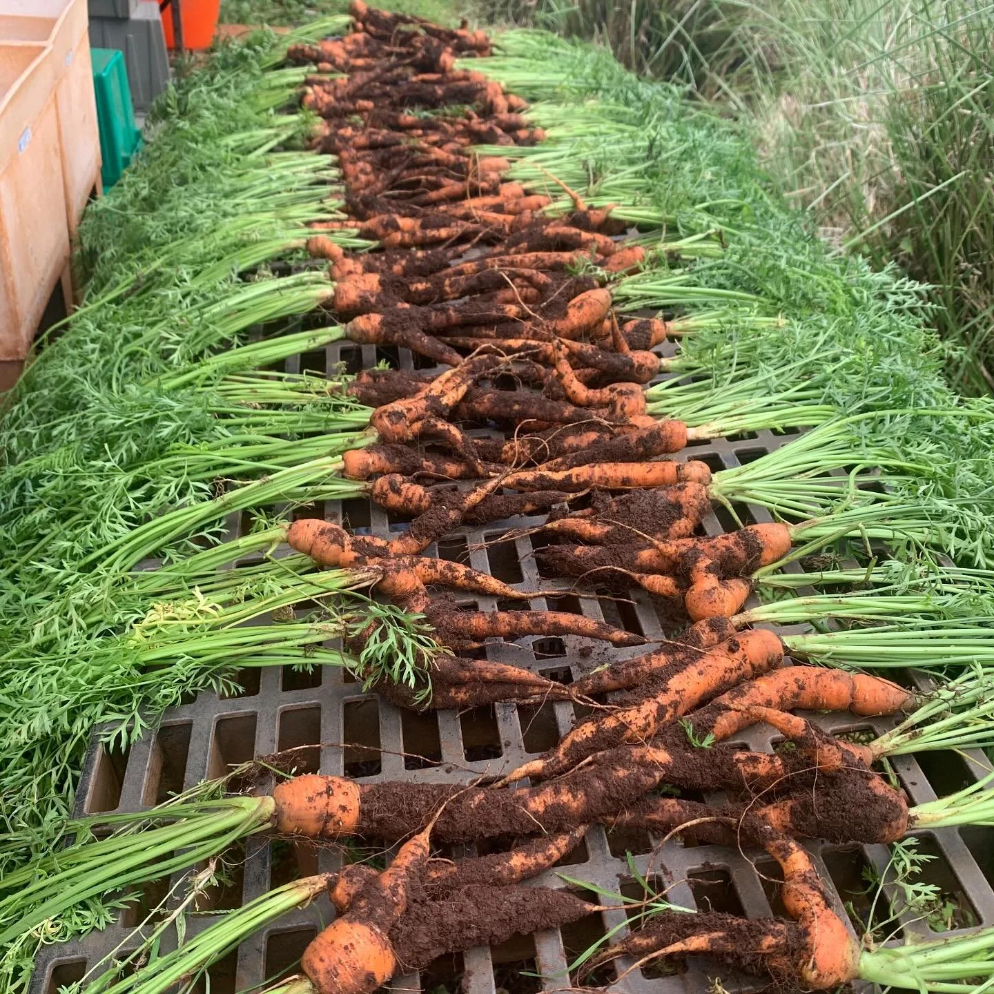 2nd succession of mokum carrots I tried transplanting only 10ft in triple rows like a psycho for R&amp;D and the result is KRAZY CROOKED CARROTS 🥕 🤪 same poundage but &ldquo;imperfect&rdquo; results ! Never doing that again but it is possible !
