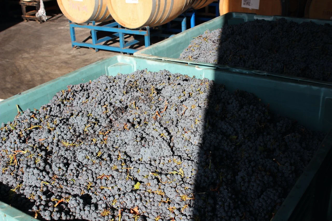 Field Recordings Winery