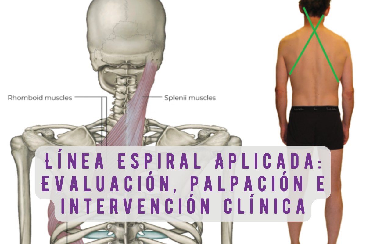 Línea Espiral Aplicada: Evaluación, palpación e intervención clínica desde las Vías Anatómicas