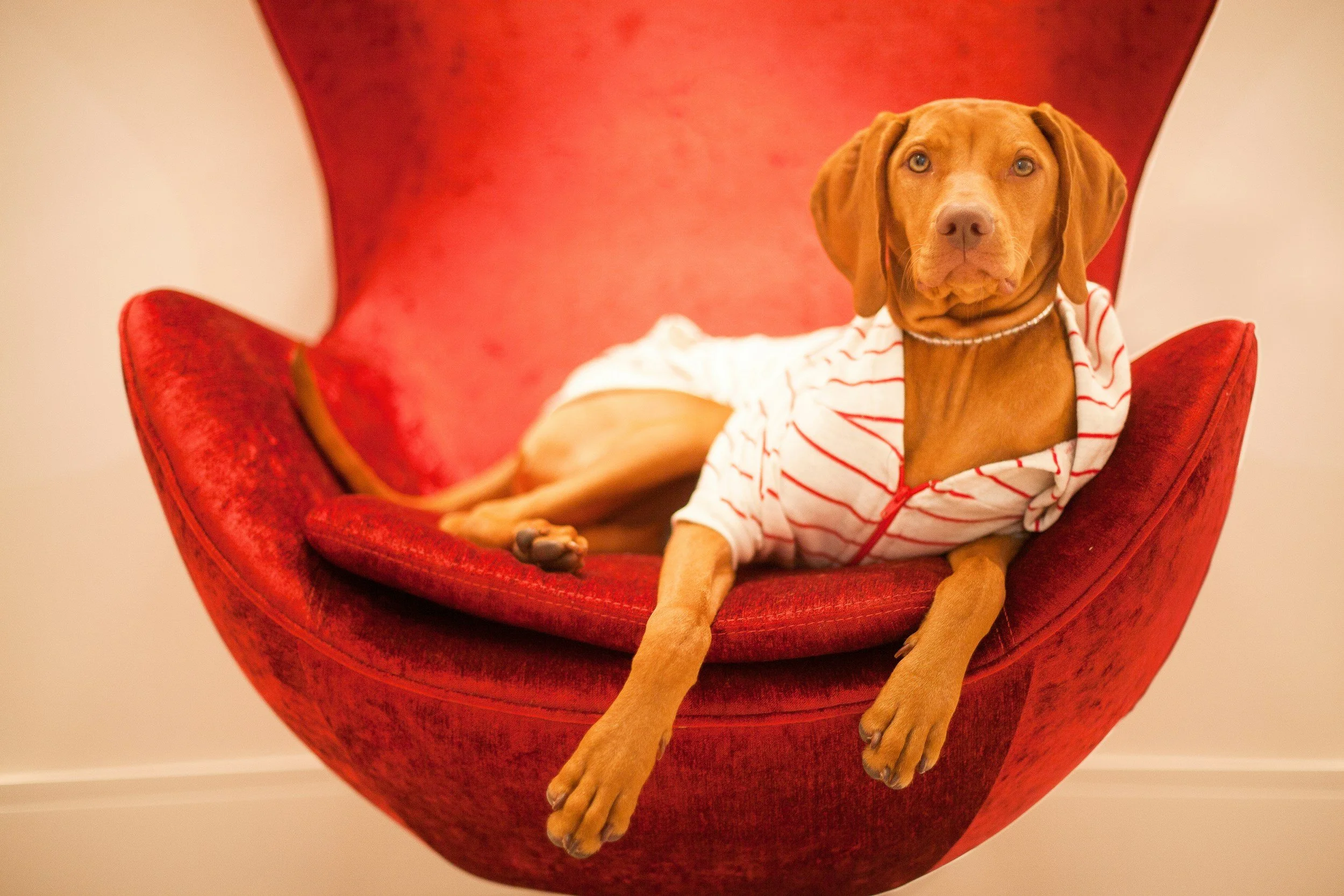 A brown dog wearing a white and red striped hoodie resting on a red velvet chair.