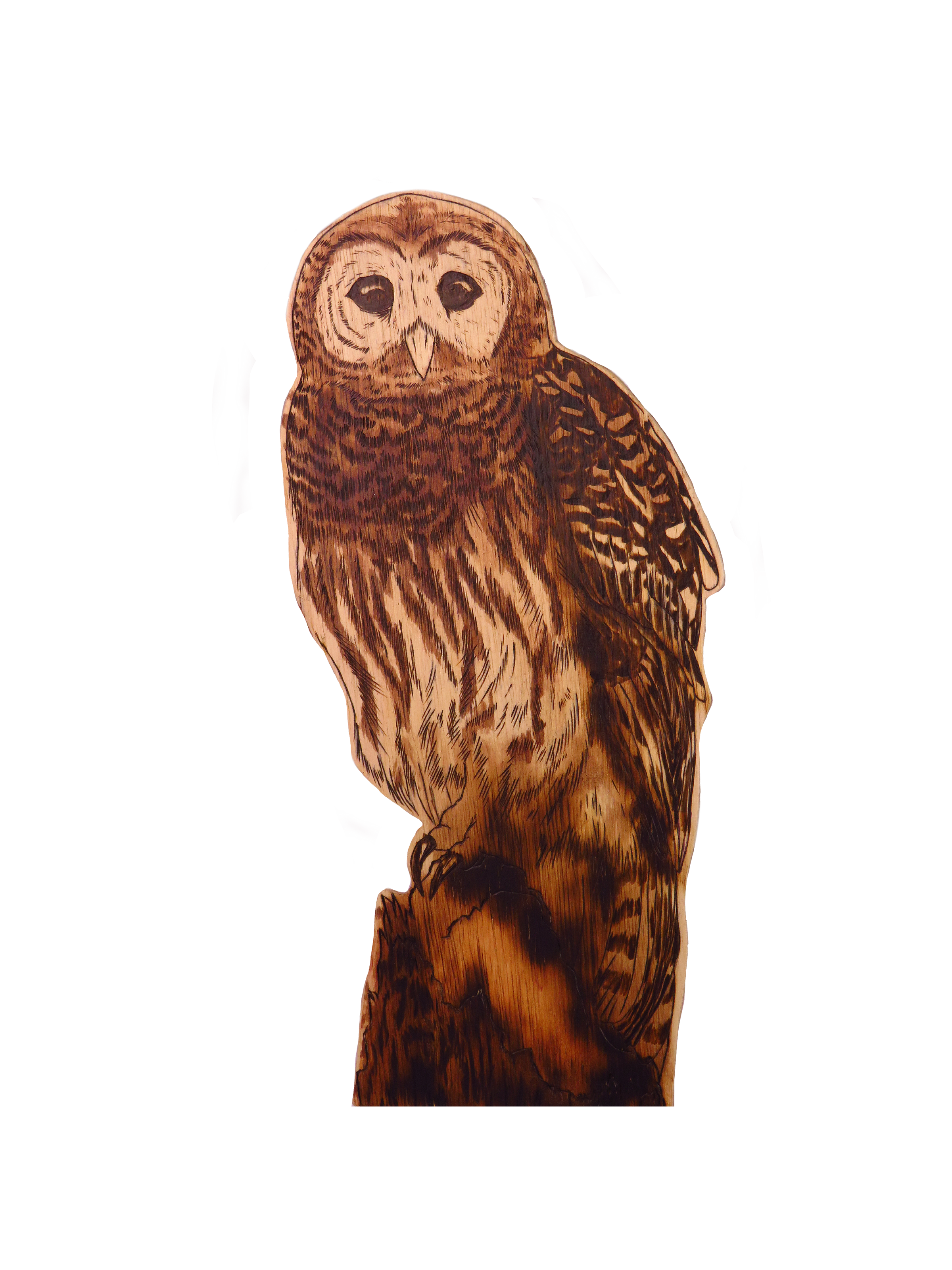 Wise Owl Decor