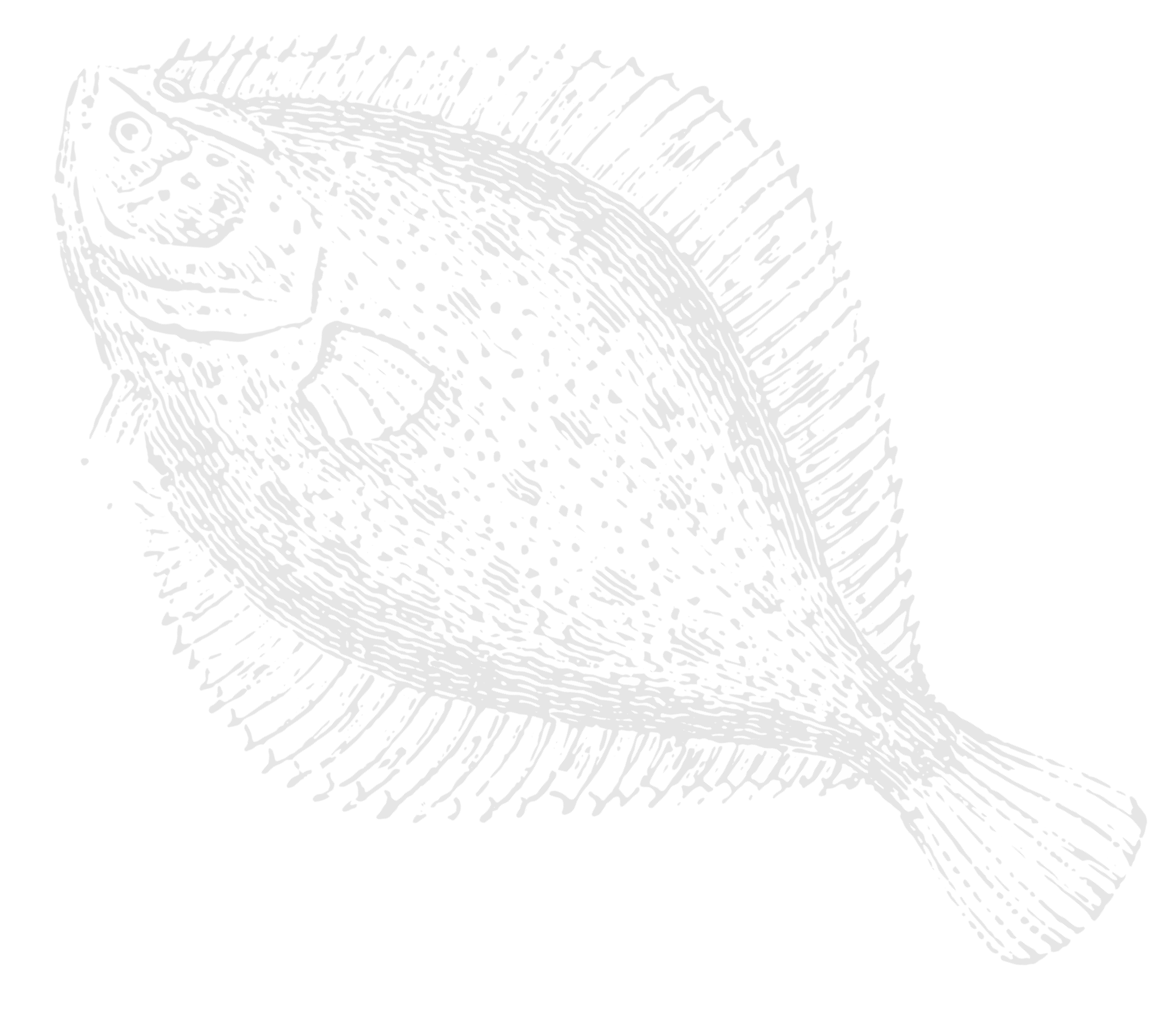 A drawing of a small fish with fins, a large eye, and a slightly open mouth, drawn in a vintage style with fine lines.
