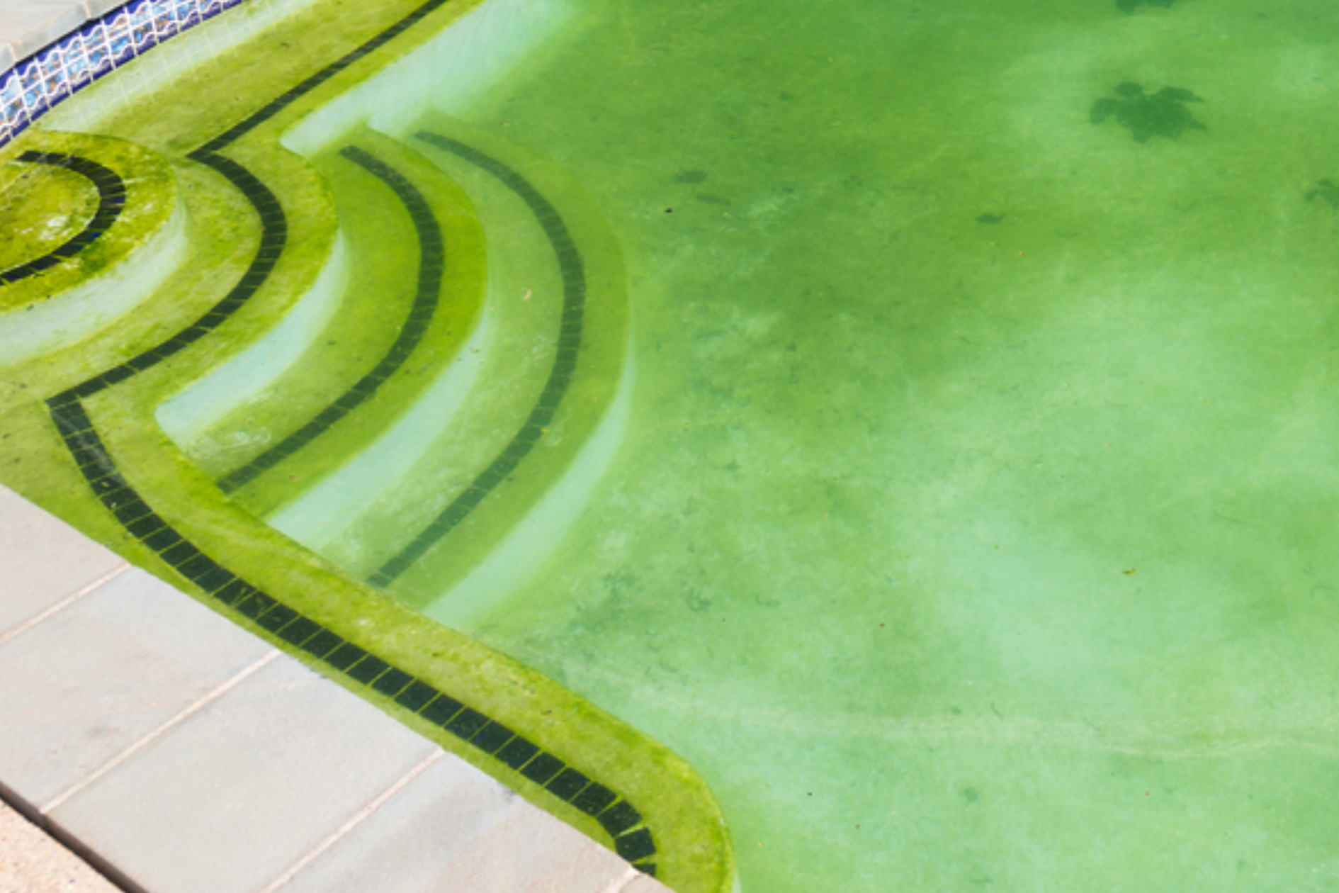 Algae &amp; Phosphates: What You Need to Know (and how to fix it)