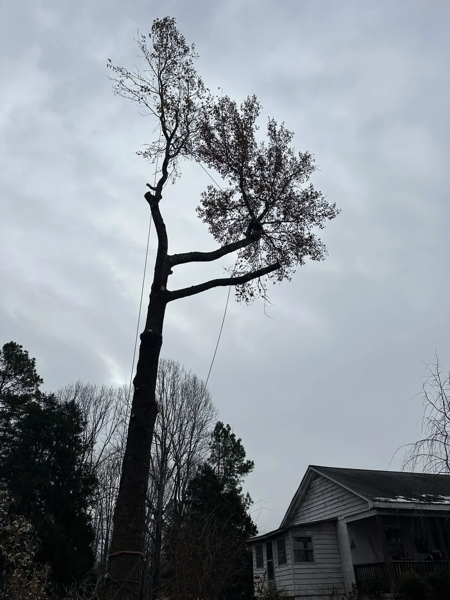 A tall tree in a backyard with some branches and sparse leaves, leaning slightly to the right, with a house with a sloped roof visible in the lower right corner, and a cloudy sky overhead.