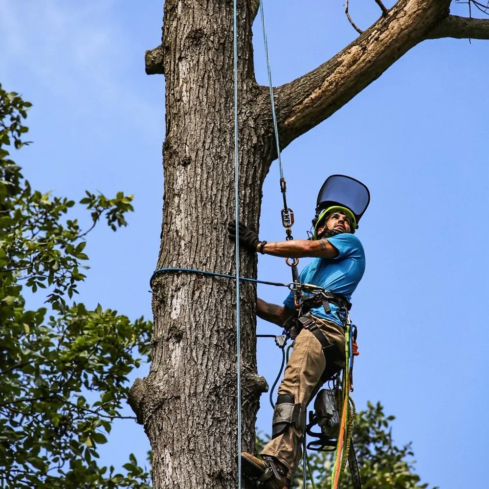 A person wearing safety gear, including a helmet and harness, is climbing a tall tree with one foot on a branch and the other foot on the trunk, holding onto the tree with one hand while working on the tree trunk.