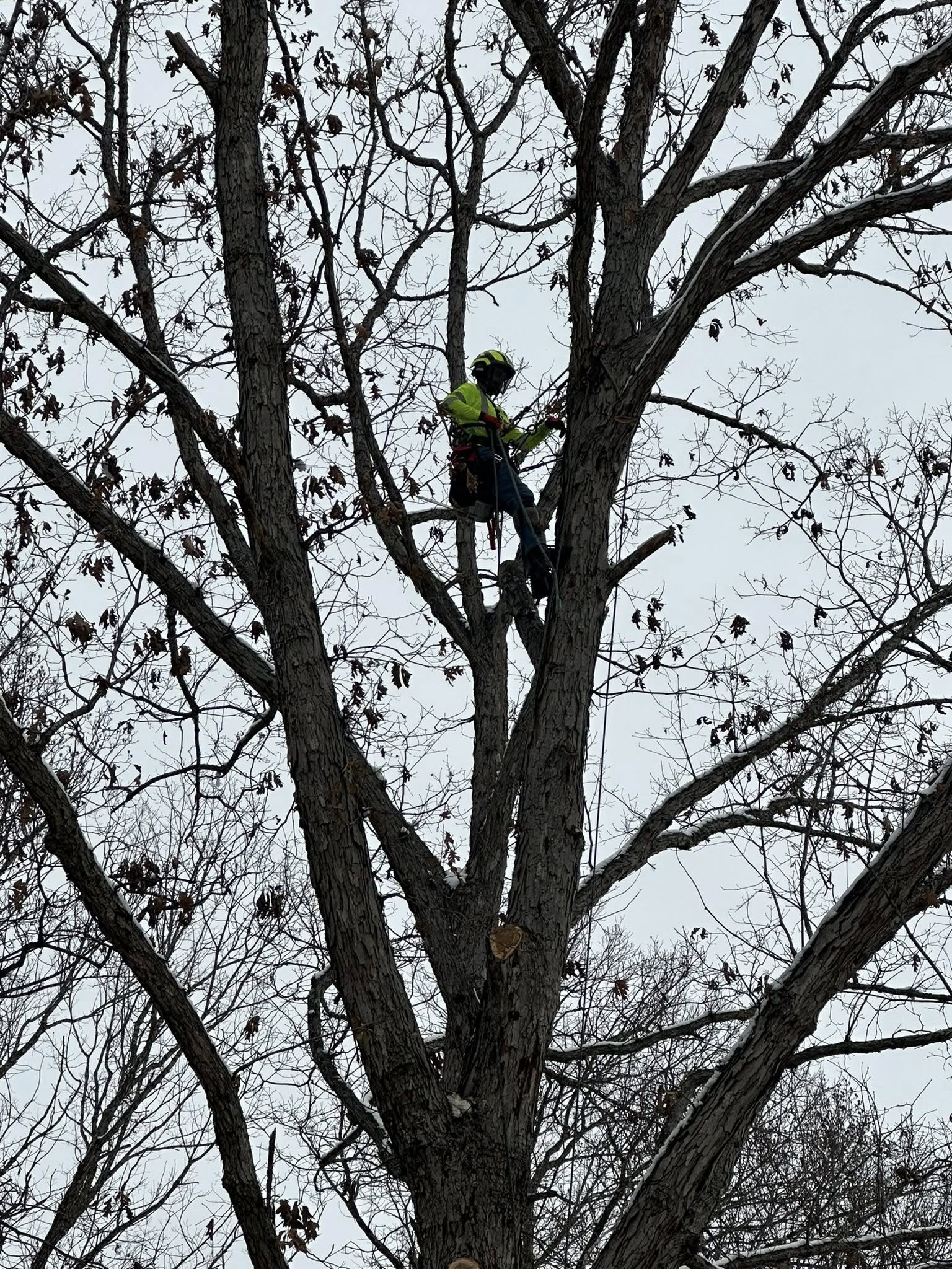 A person wearing a yellow jacket, safety helmet, and harness is climbing or working on a high tree against a cloudy sky.