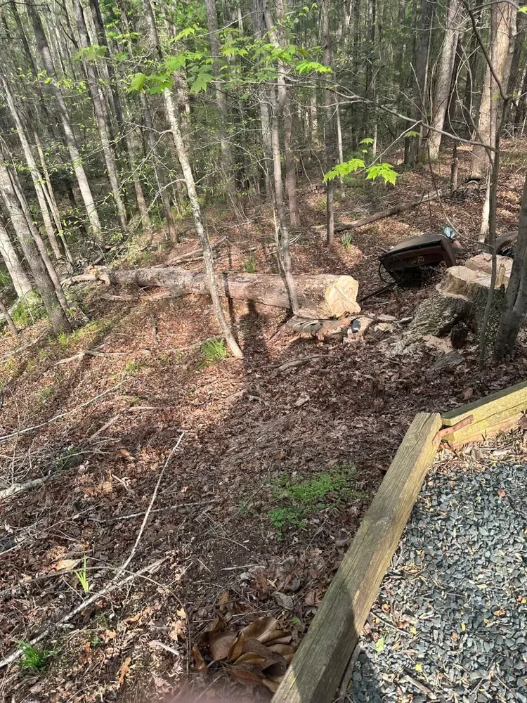 A fallen tree and a broken down vehicle in a wooded area with trees and dirt ground, next to a gravel path.