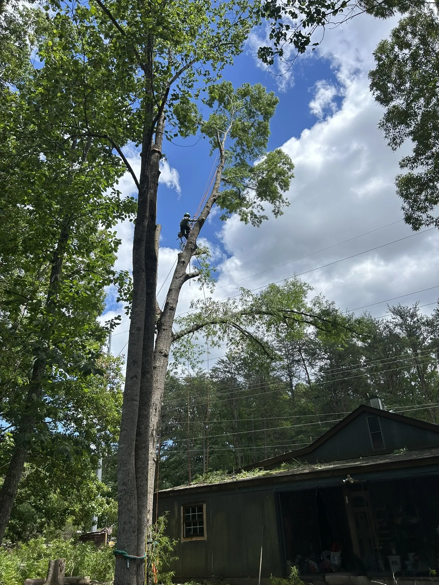 A person climbing and working on a tall tree with safety gear and ropes beside a dark green house, under a partly cloudy sky.