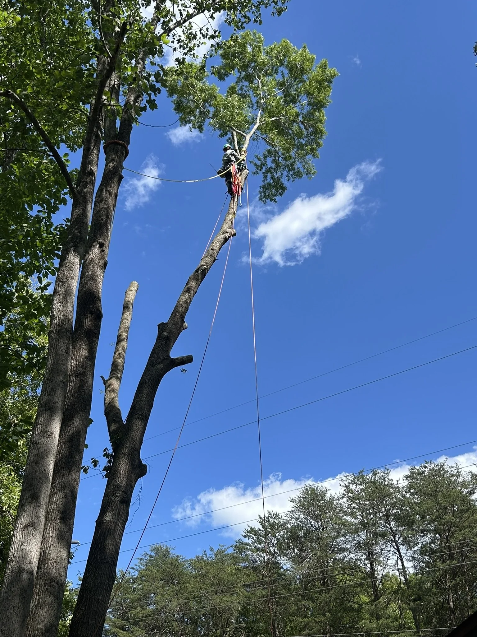 A person in safety gear is climbing and working on a tall tree with a clear blue sky in the background.