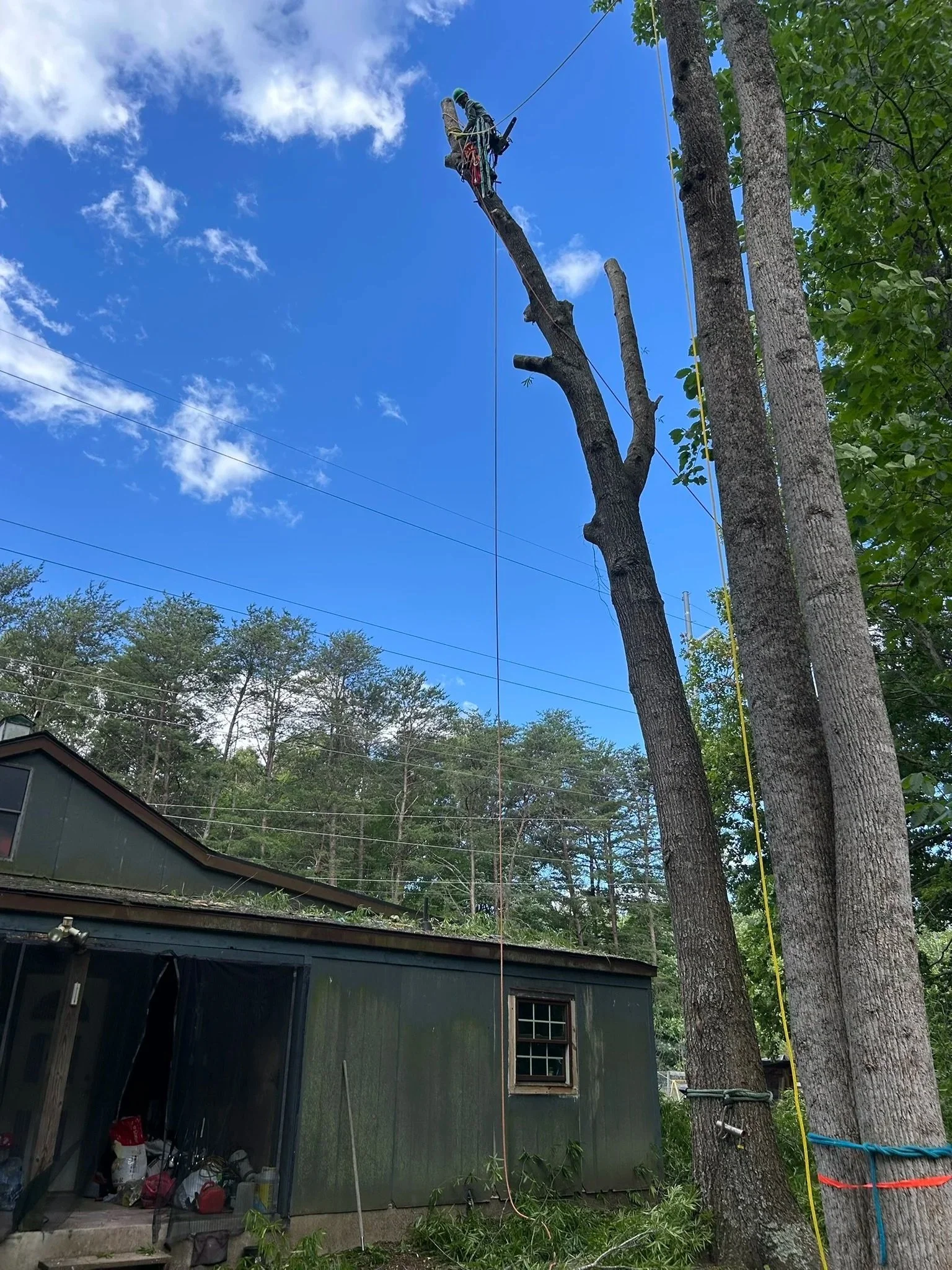 Tree removal worker on a tall ladder cutting a large tree with a chainsaw. The tree is partly cut down, next to a house and other trees, with blue sky and clouds.