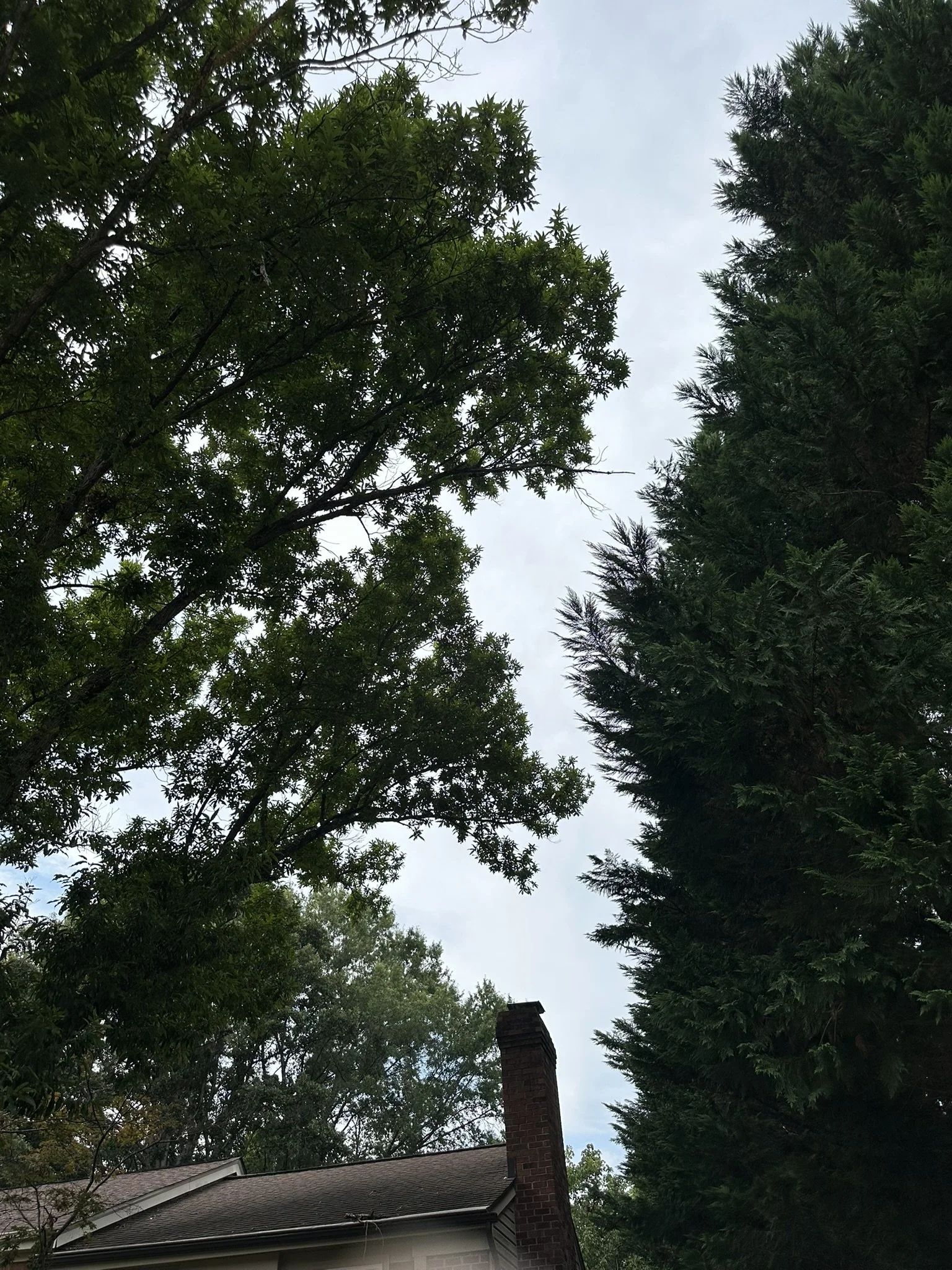 Tree-lined sky with a chimney and part of a house roof visible.