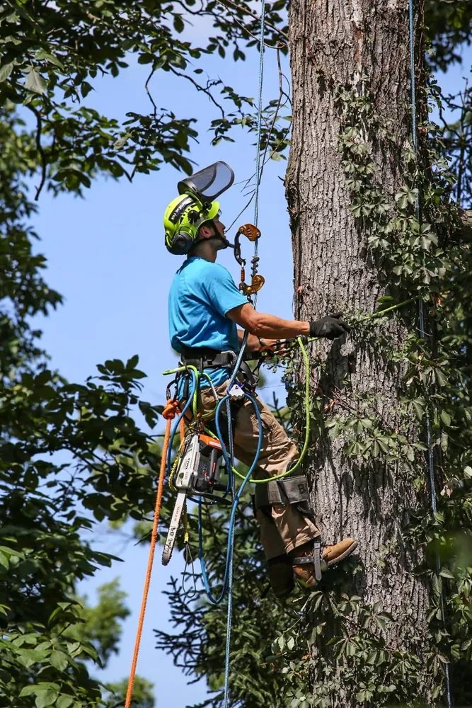 A man wearing a bright safety helmet, gloves, and harness is climbing a large tree using ropes and climbing equipment.