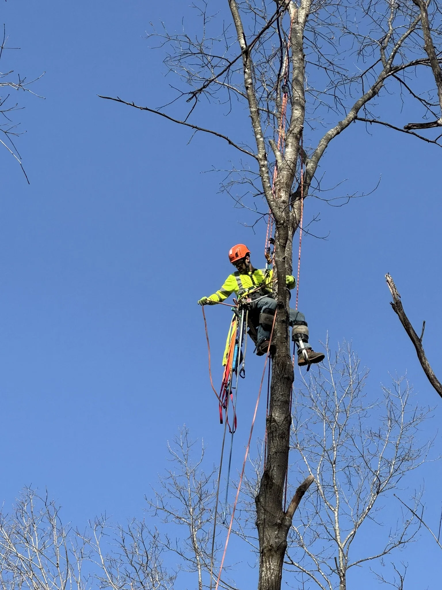 Tree worker wearing safety gear, including a helmet and harness, climbing a tall, leafless tree against a clear blue sky.