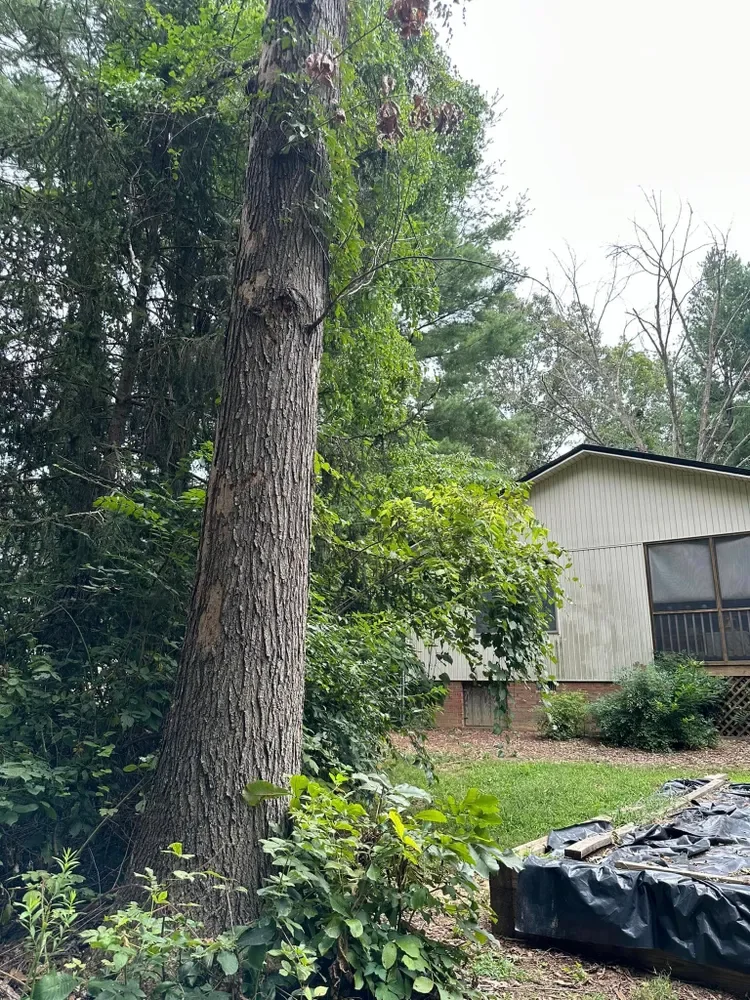 A backyard scene with a large tree, green shrubs, grass, and a house with a screened porch.